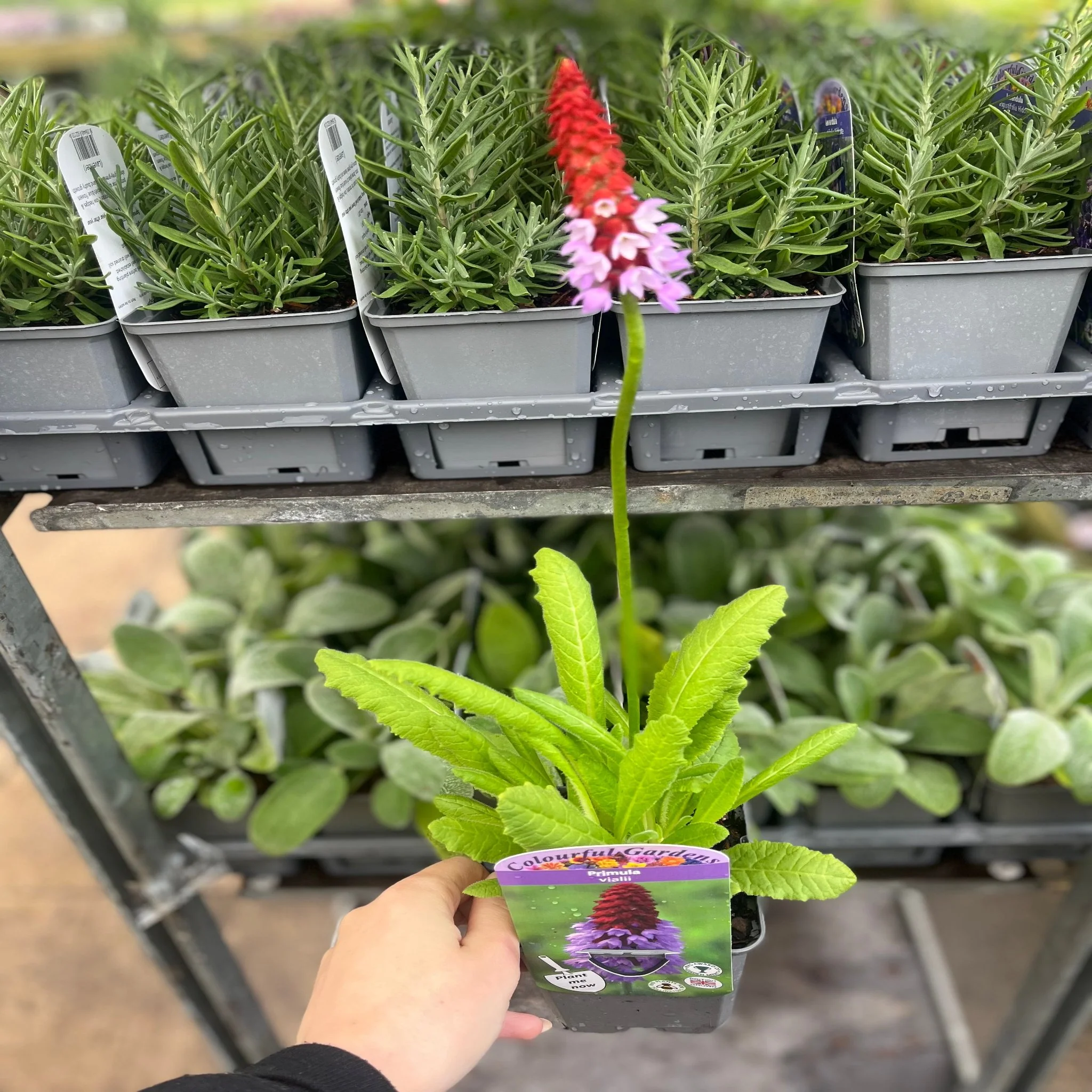 Primula vialii 9cm / 3L - Image 2
