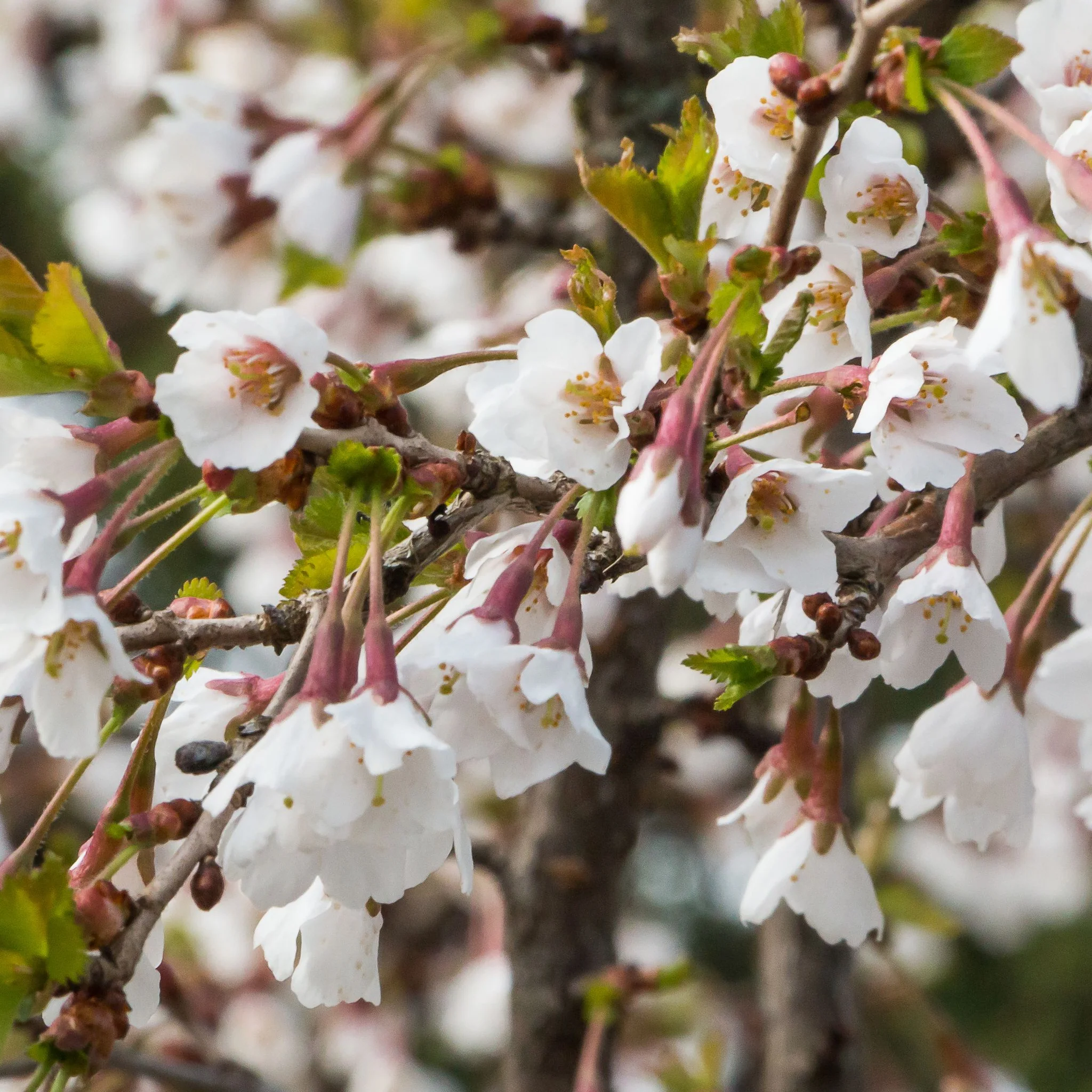 Prunus Ornamental Flowering Cherry Blossom Shrub - Incisa 'KOJOU-NO-MAI' 9cm / 2L / 4L - Image 6