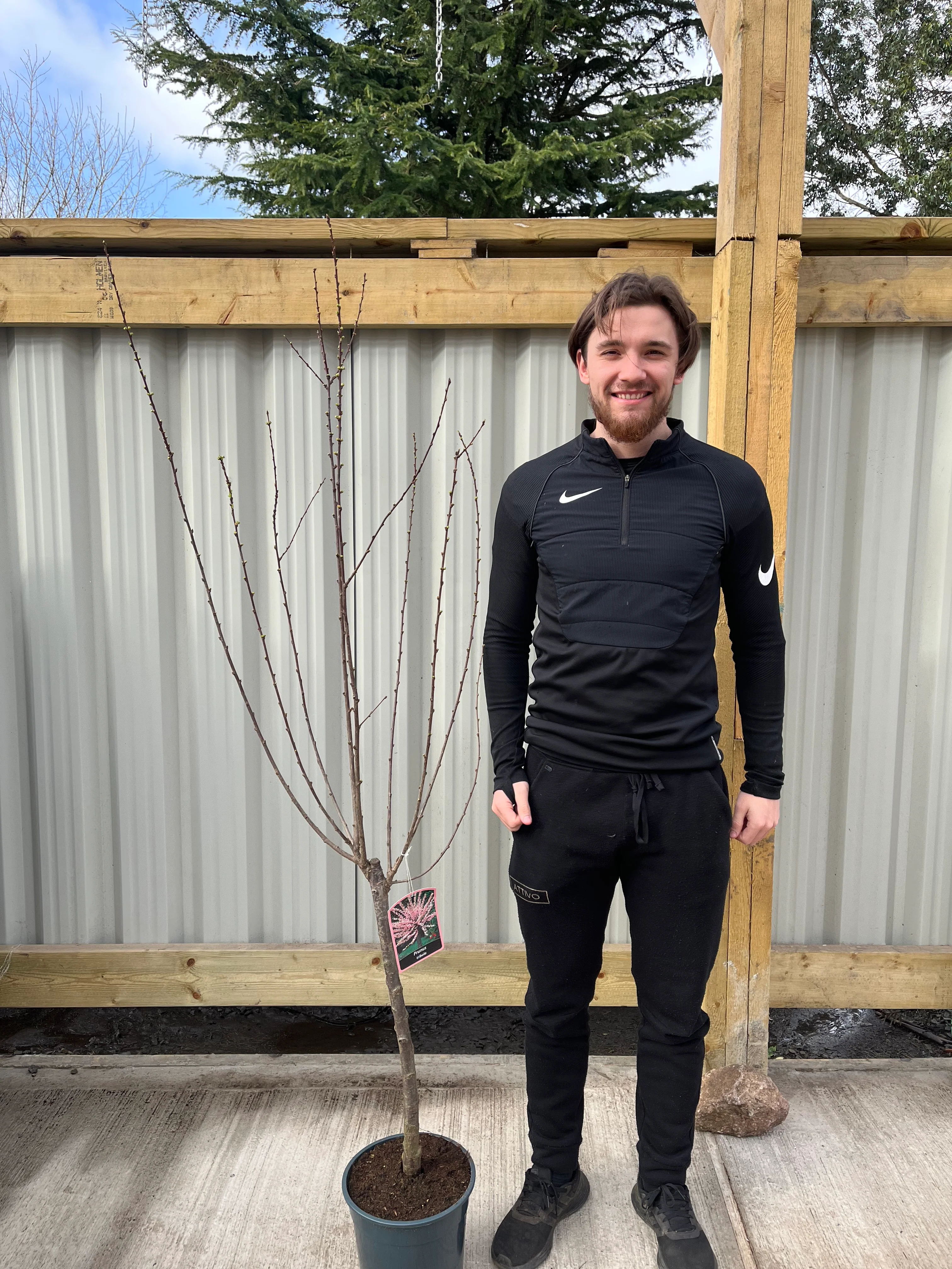 Prunus Triloba | Double Flowering Cherry-Almond Blossom Tree - Image 3