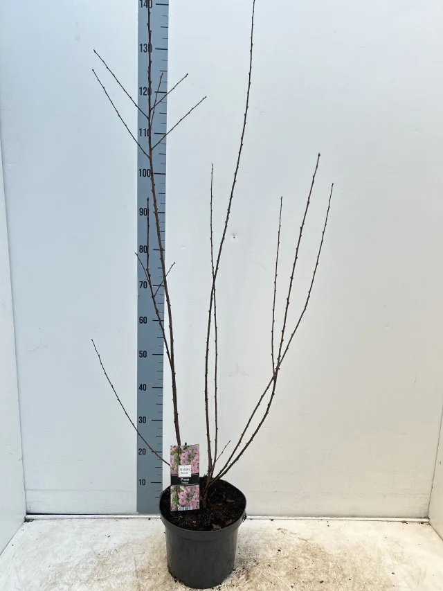 Prunus Triloba | Double Flowering Cherry-Almond Blossom Tree - Image 4