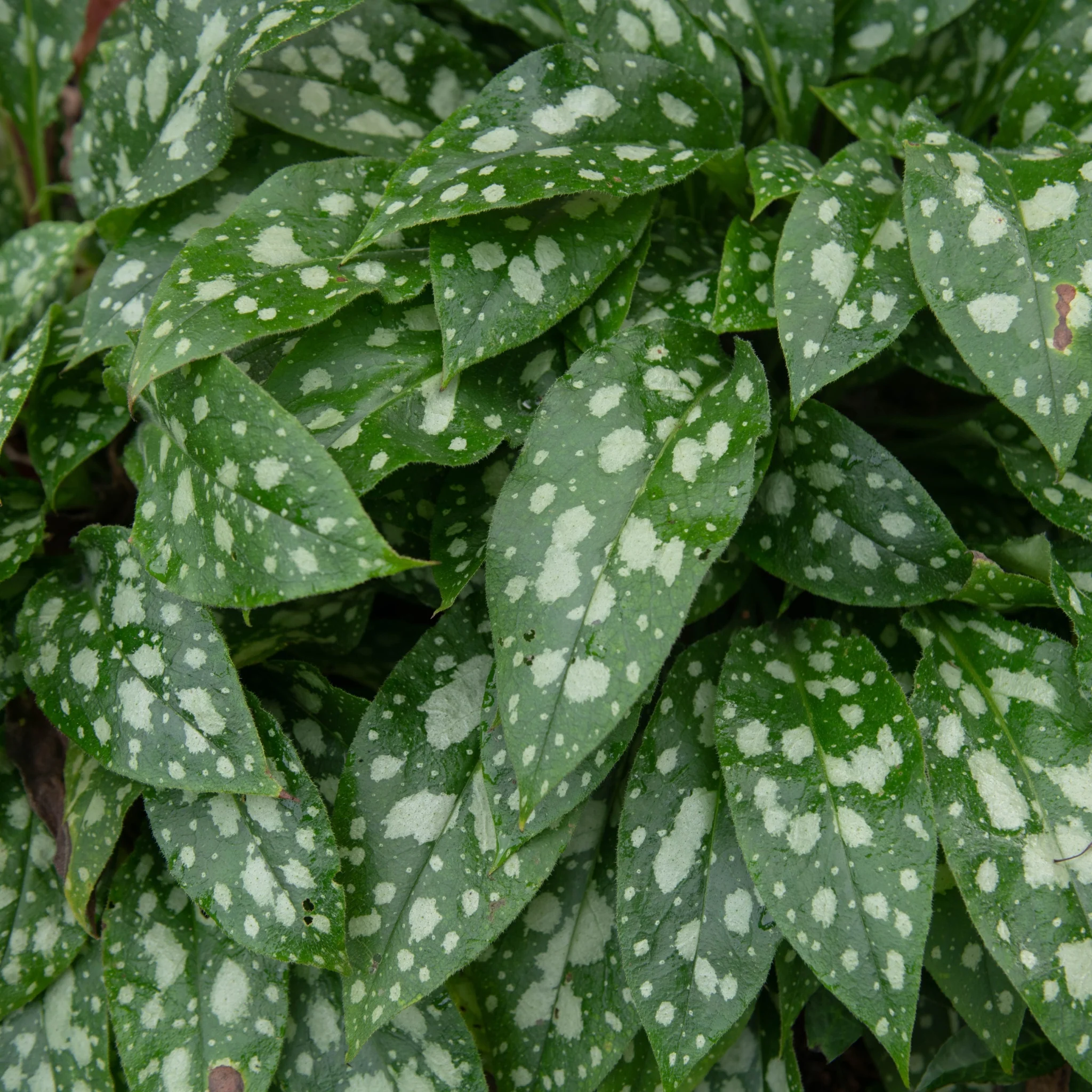 Pulmonaria 'Shrimps on the Barbie' 9cm/2L