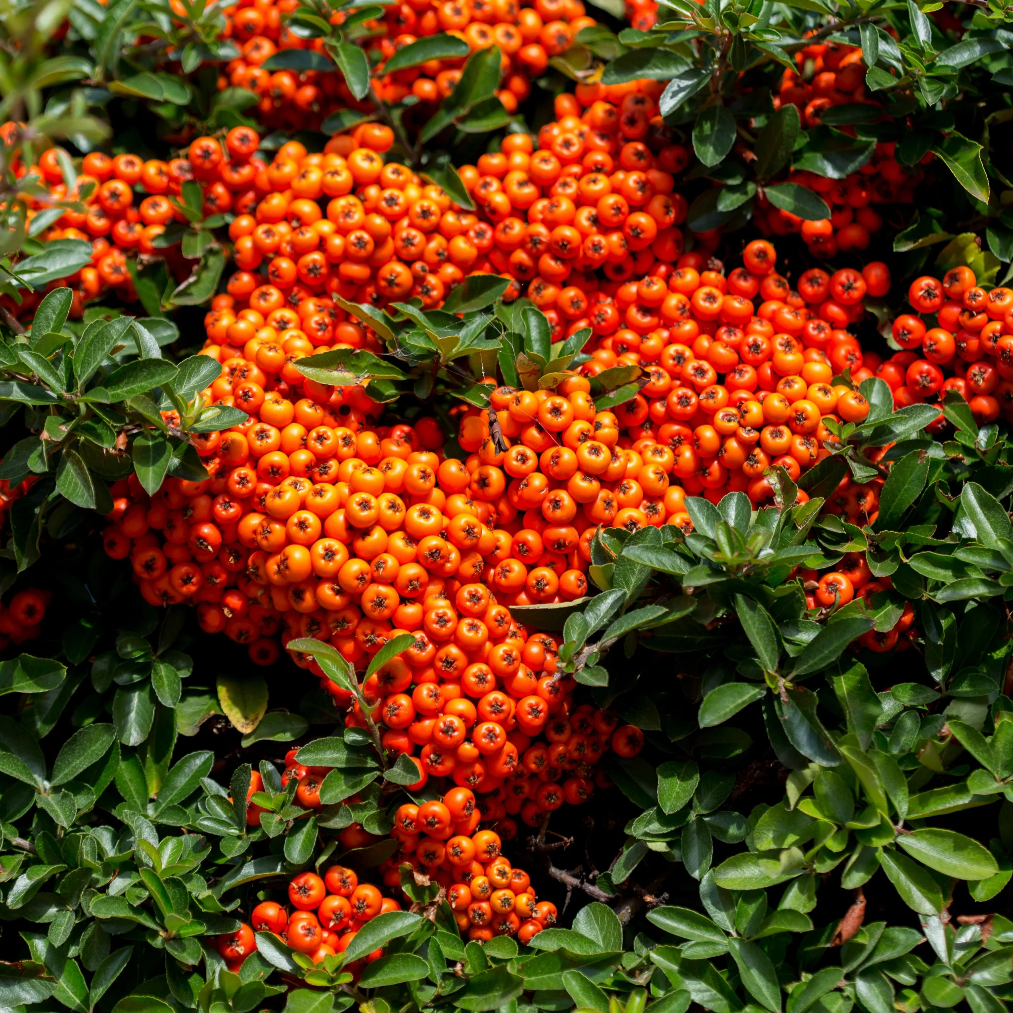 Pyracantha coccinea 'Orange Glow' 1L/2L - Image 3