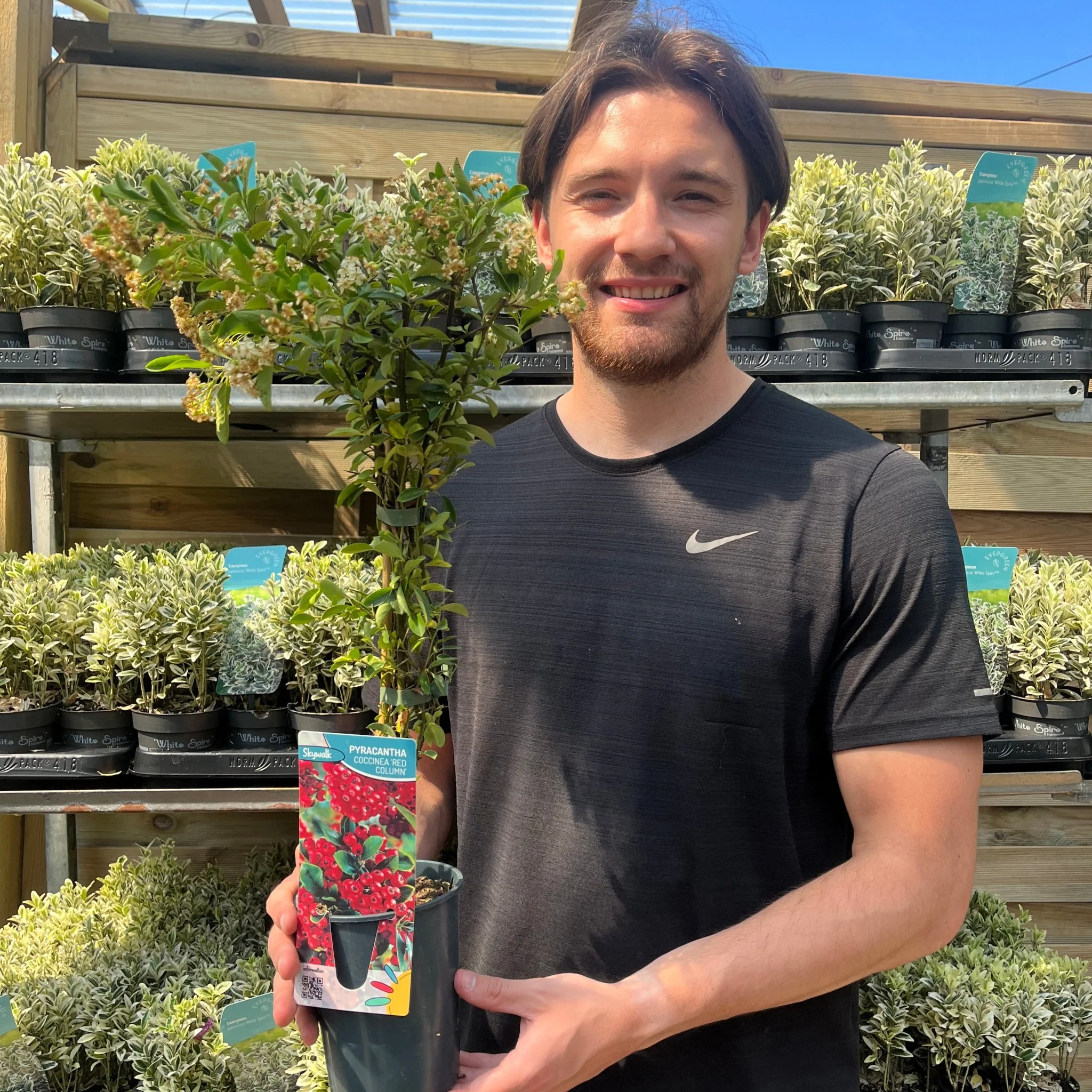 Pyracantha coccinea 'Red Column' 1L/2L - Image 2