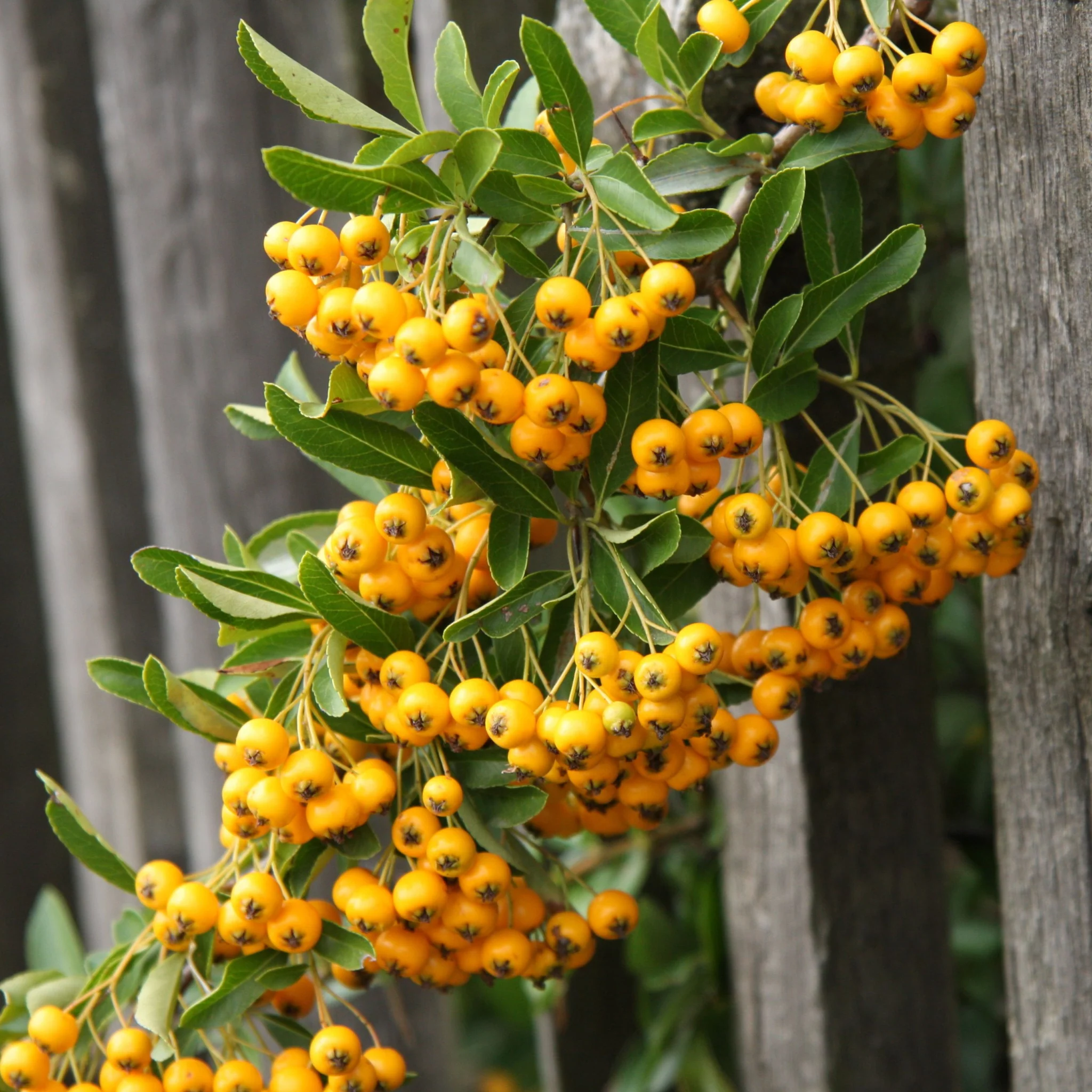 Pyracantha 'Soleil D'or' 1L/2L - Image 2