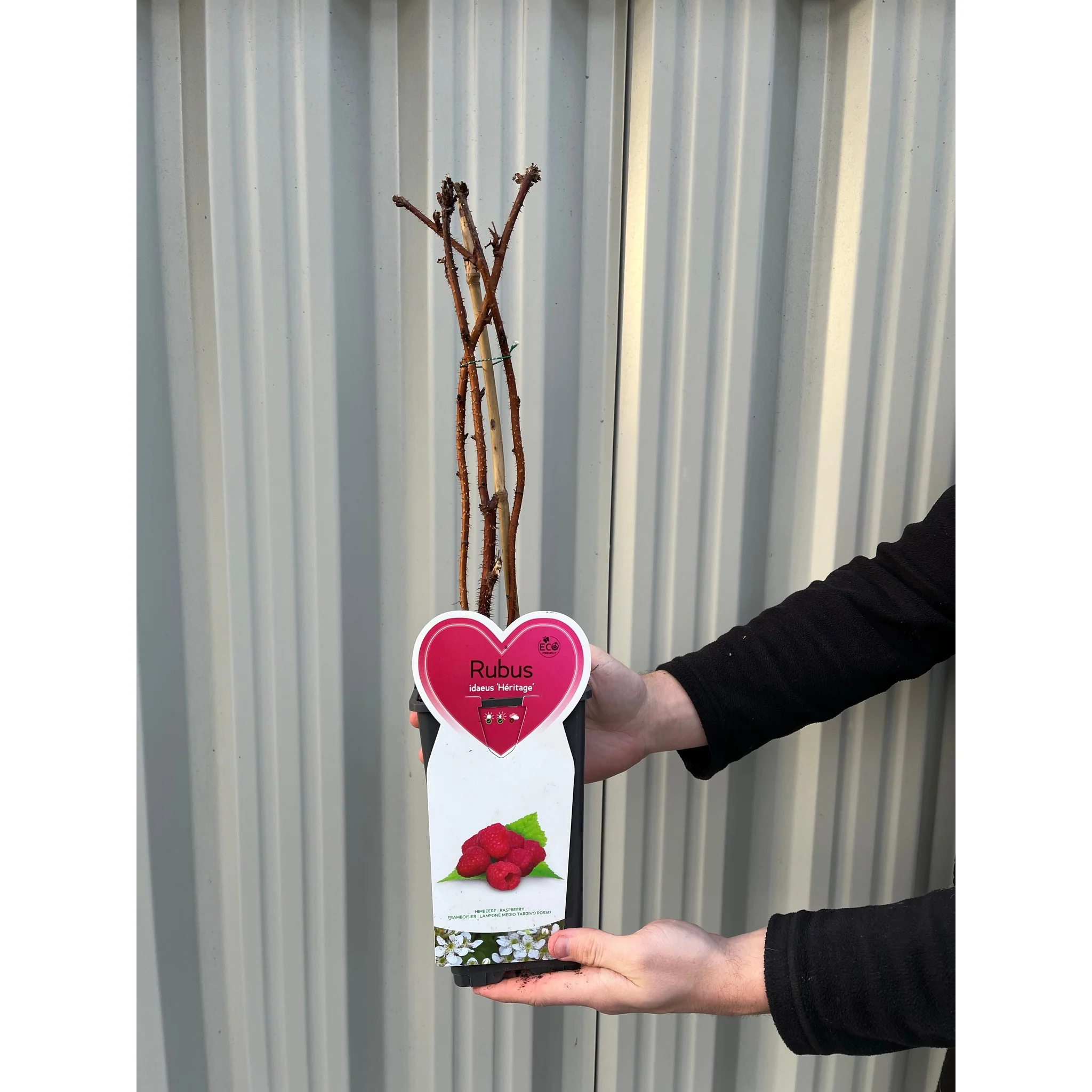 Raspberry 'Heritage' 1L - Image 2