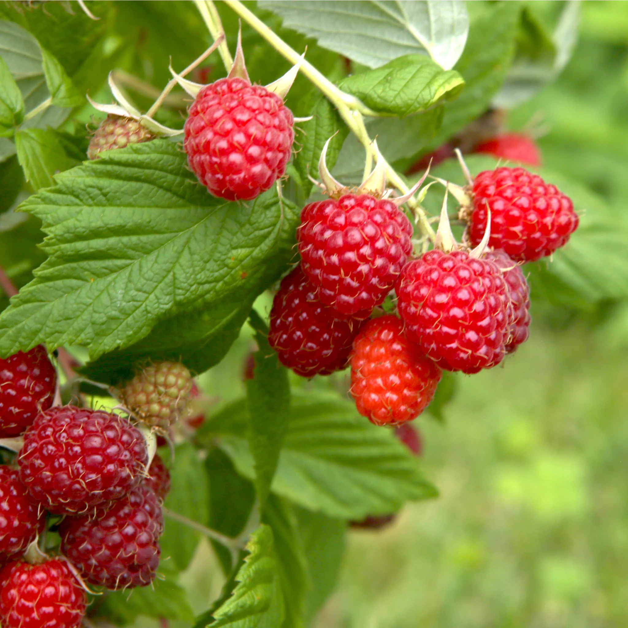 Raspberry 'Malling Promise' 1L