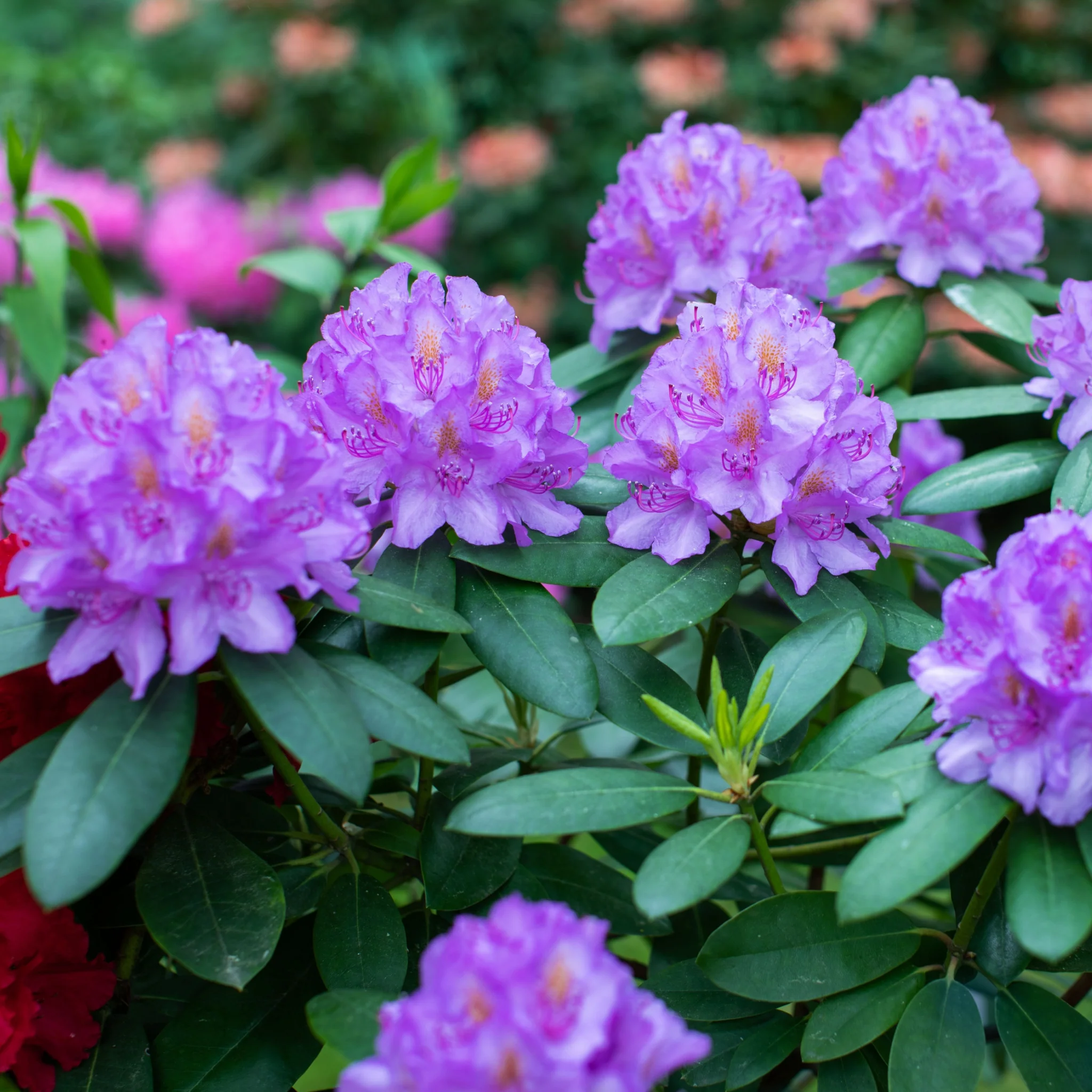 Rhododendron 'Catawbiense Grandiflorum' 3L - Image 2