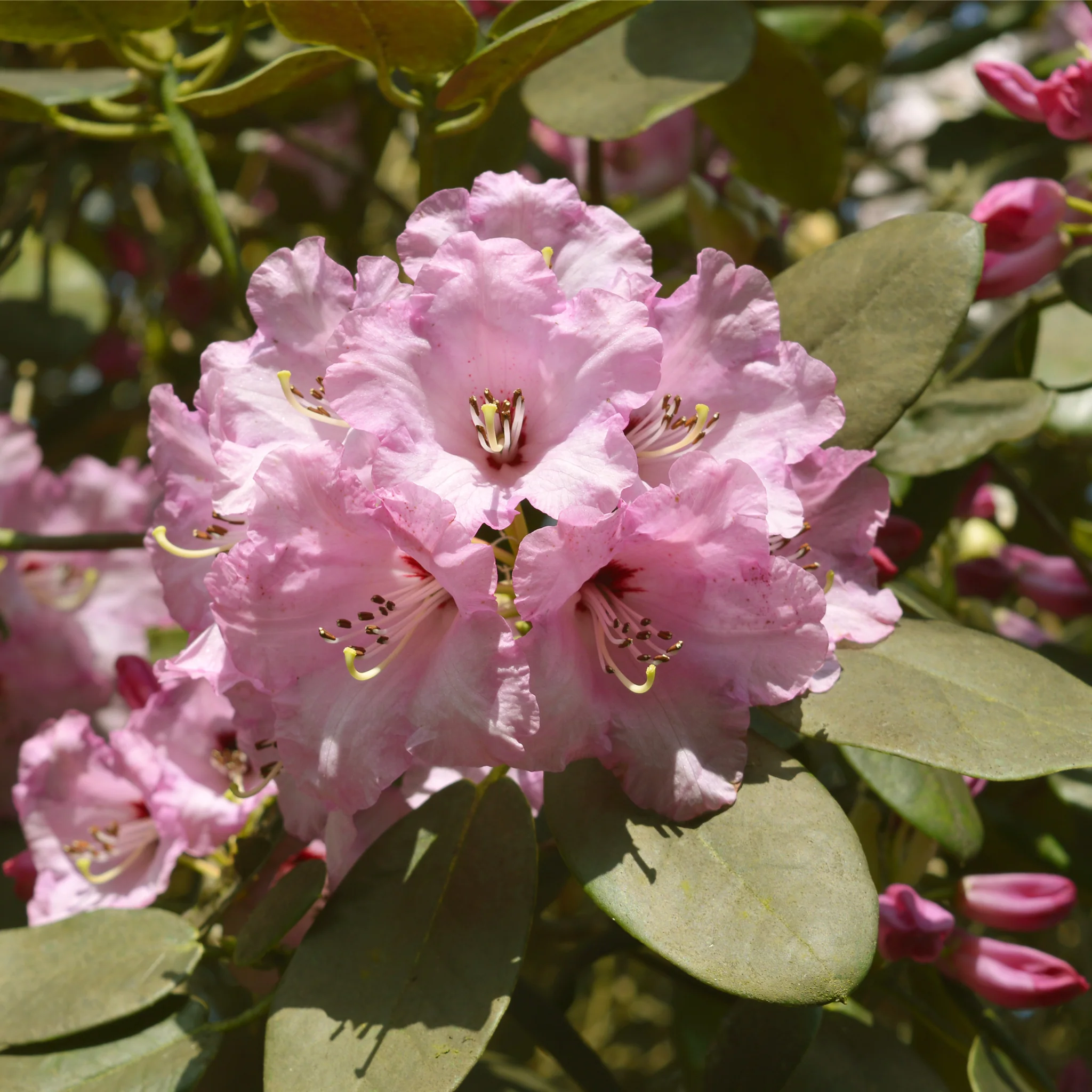 Rhododendron 'Christmas Cheer' 5L | Flowers Late Winter/Early Spring - Image 3