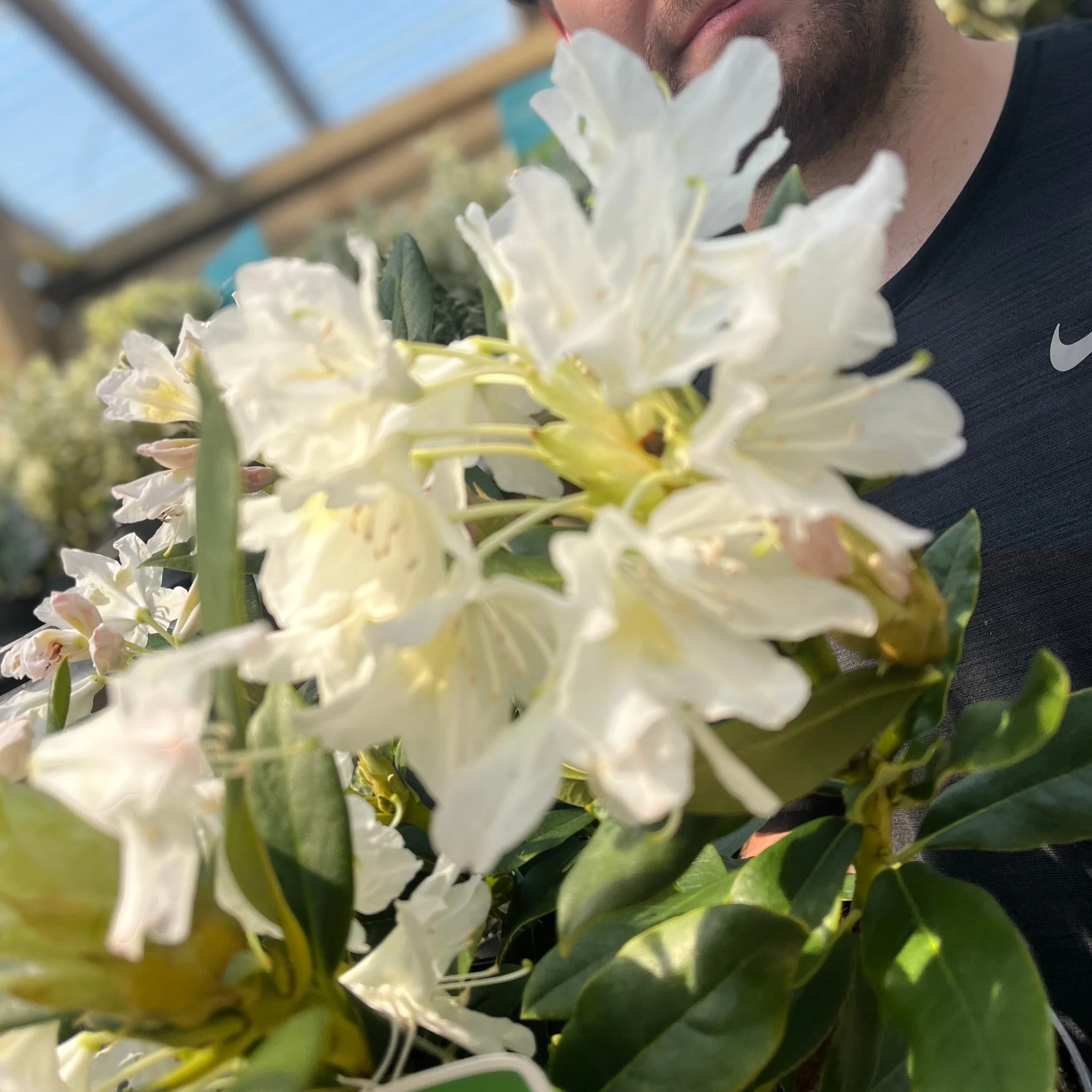 Rhododendron 'Cunninghams White' 2L / 3L - Image 3