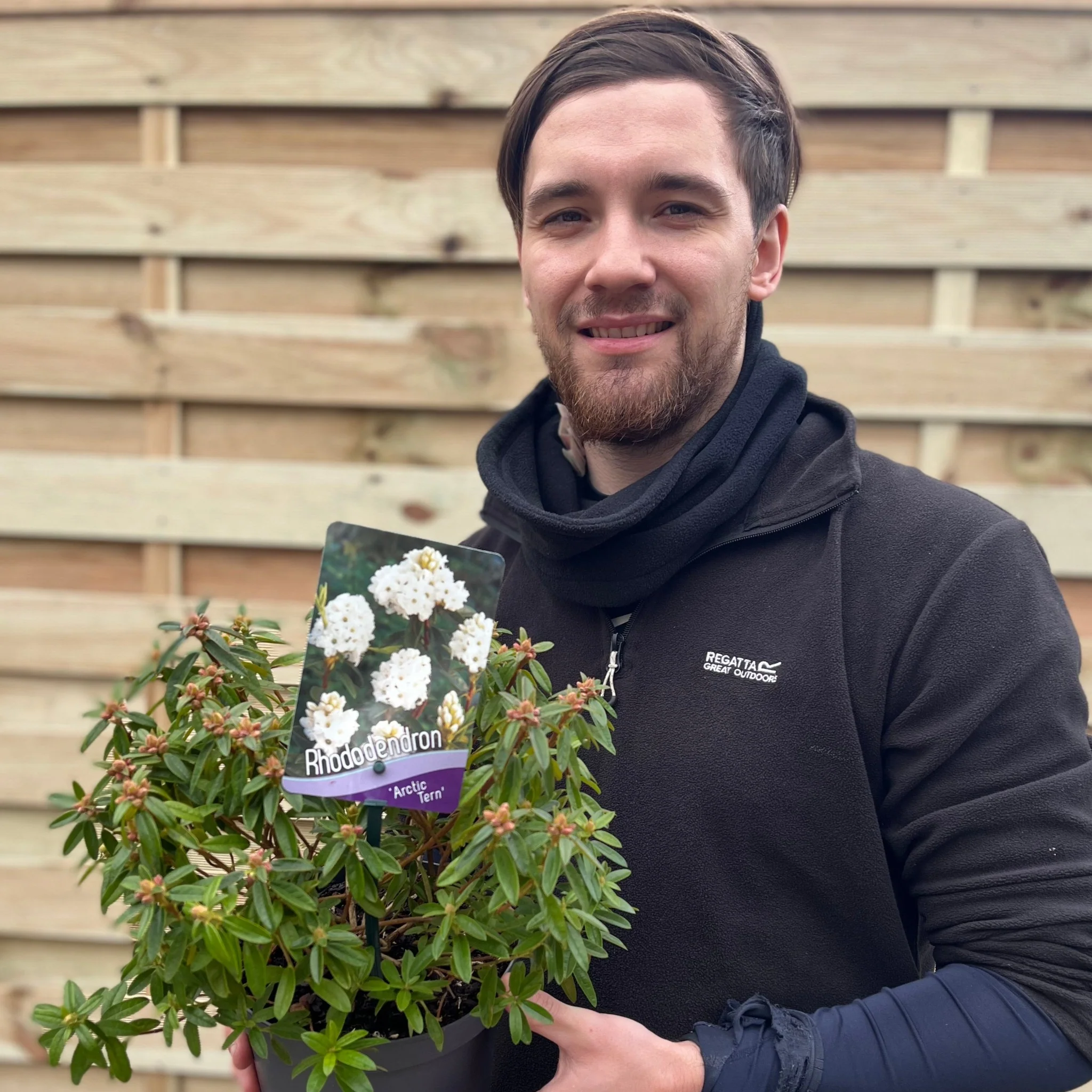 Rhododendron Dwarf White €˜Arctic Tern€™ 2L - Image 3