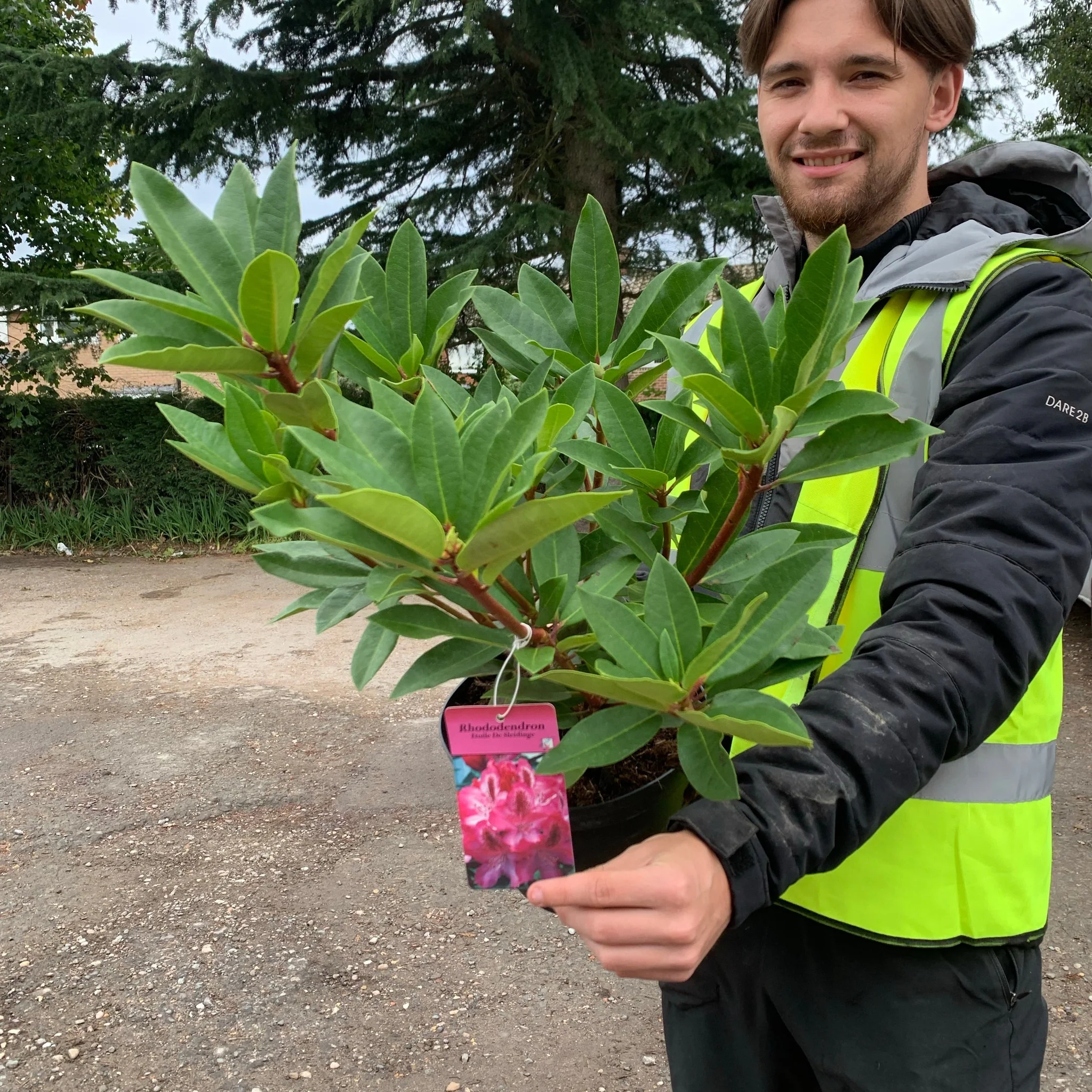 Rhododendron 'Etoile De Sleidinger' 5L - Image 2