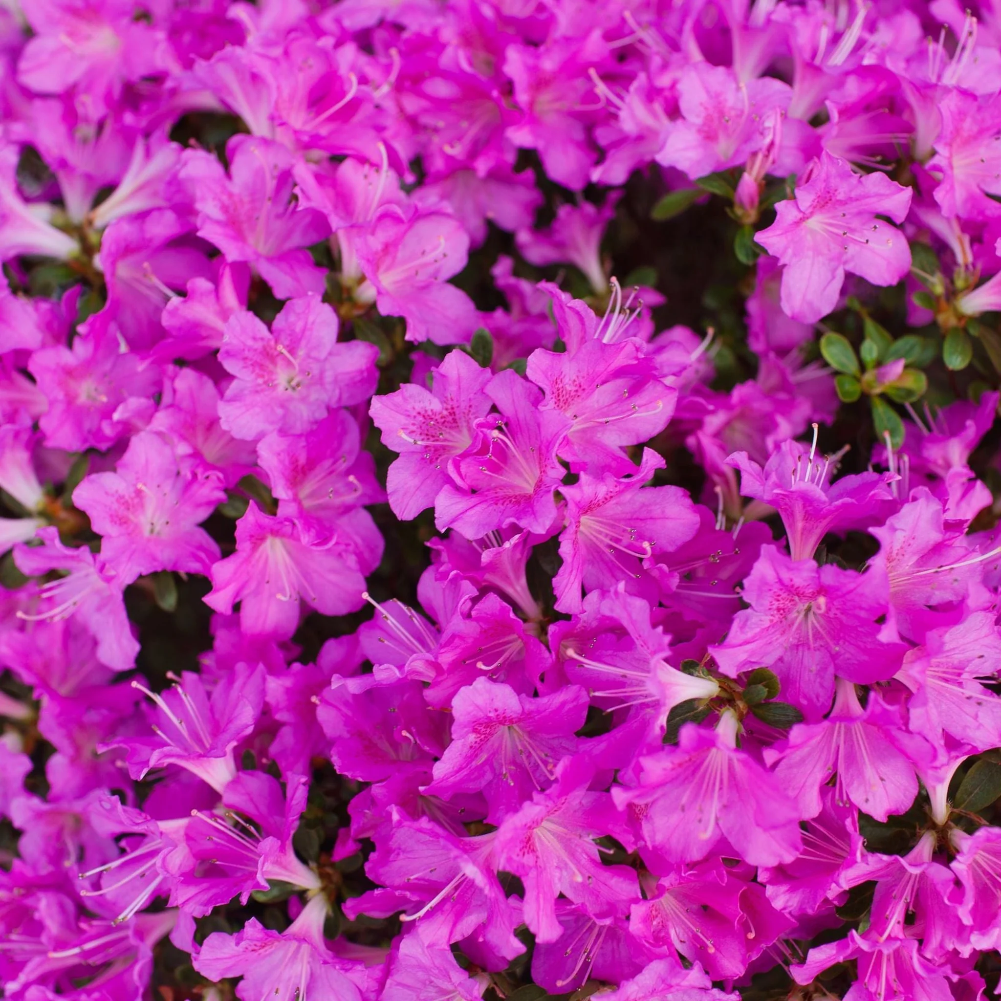 Azalea 'Geisha Purple' 3L - Image 3
