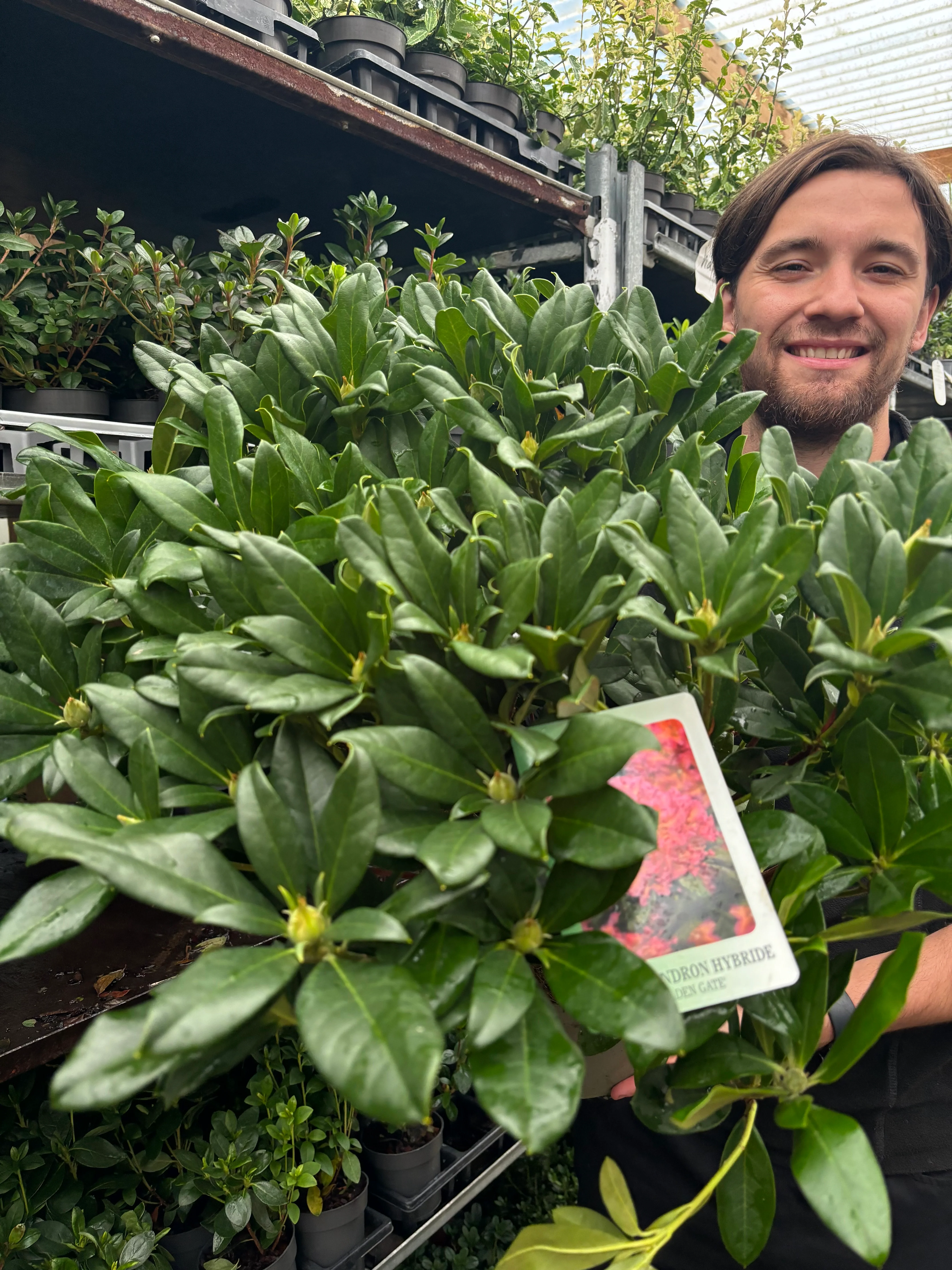 Rhododendron 'Golden Gate' 5L - Image 3