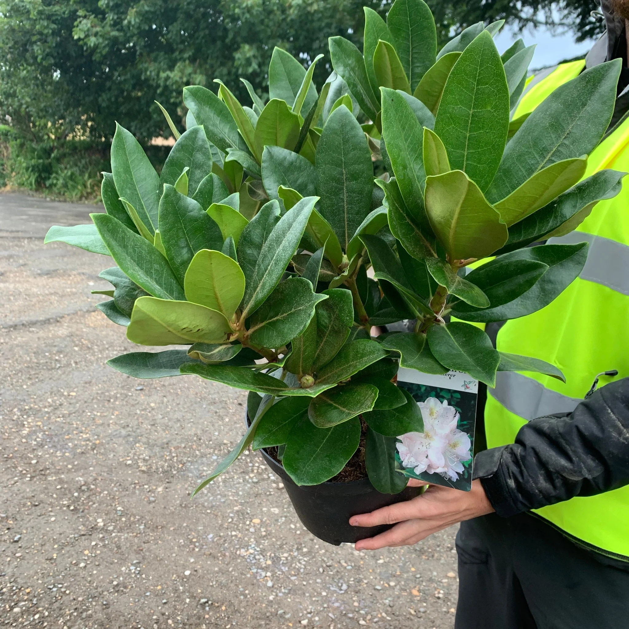 Rhododendron 'Gomer Waterer' 5L - Image 2