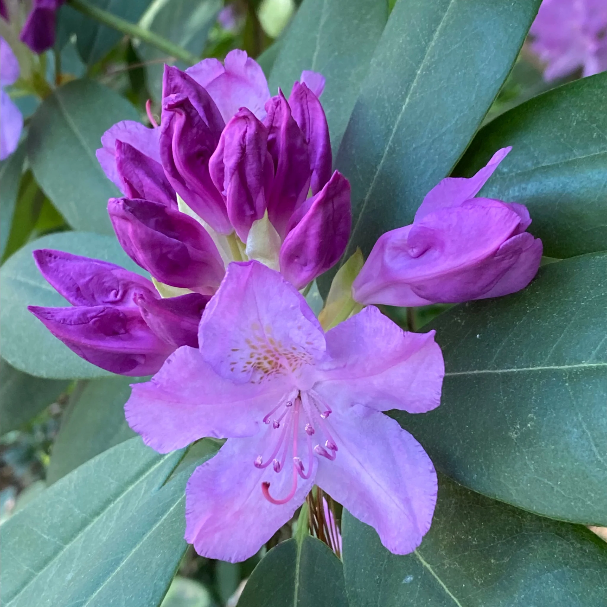 Rhododendron 'Moerheim' 1L - Image 2