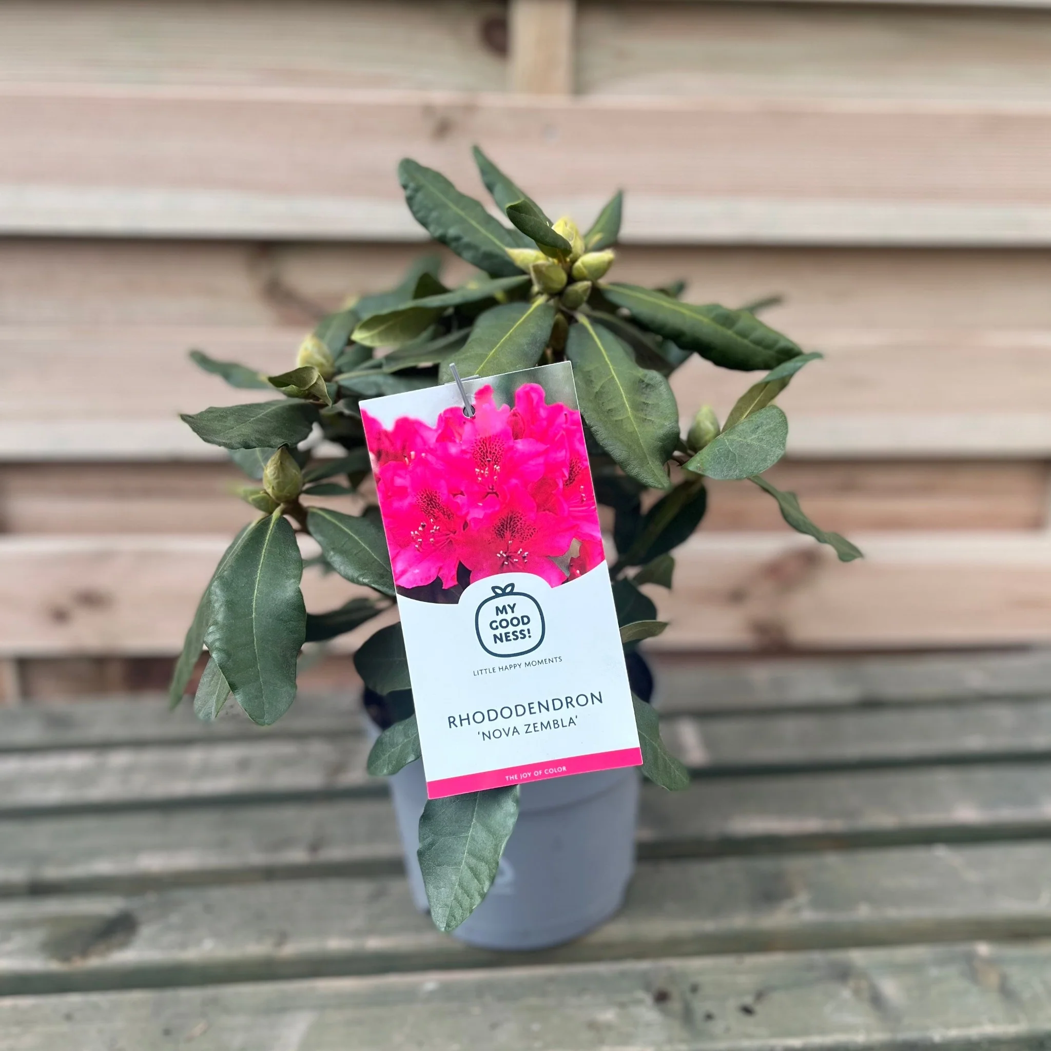 Rhododendron 'Nova Zembla' 2L / 5L - Image 4