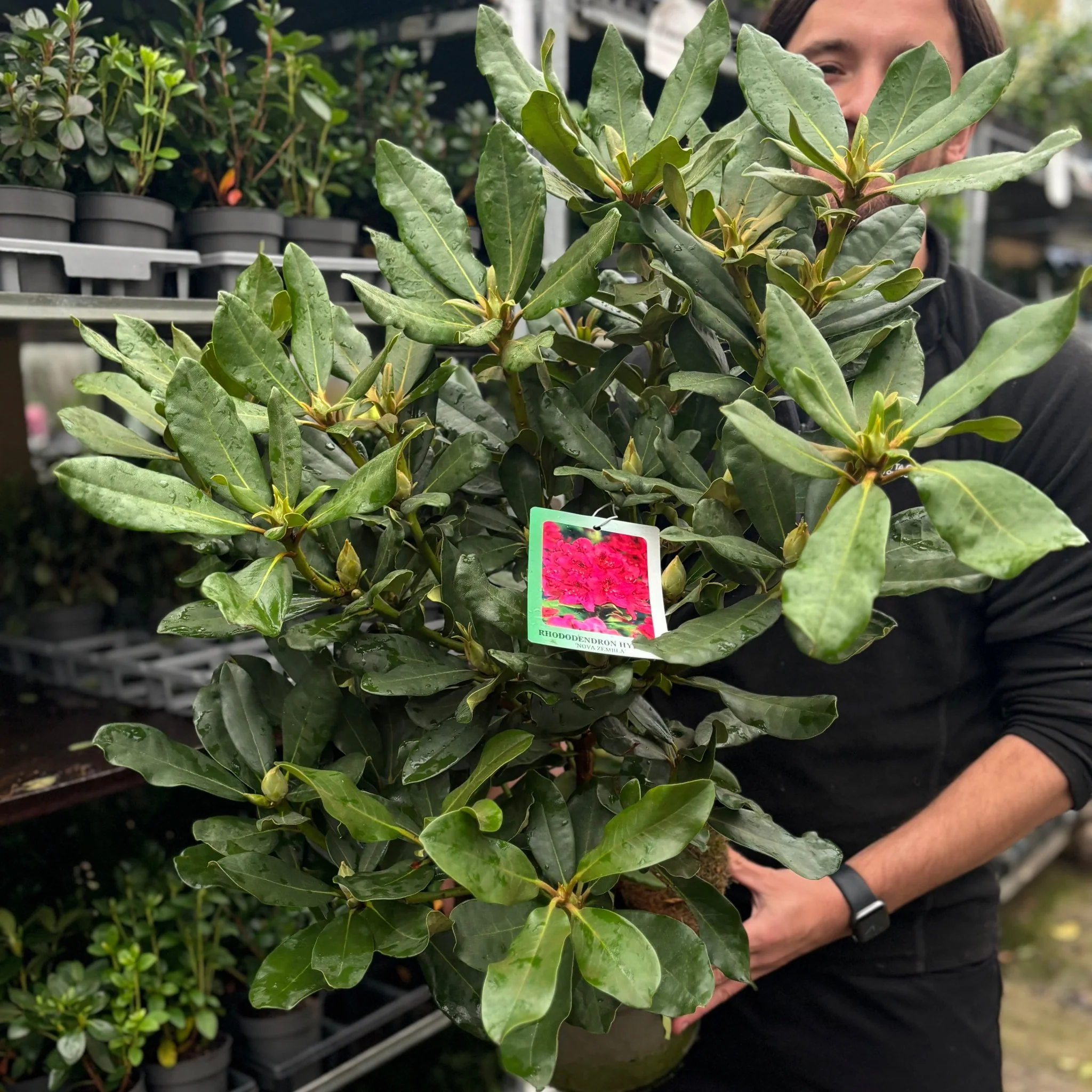 Rhododendron 'Nova Zembla' 2L / 5L - Image 6