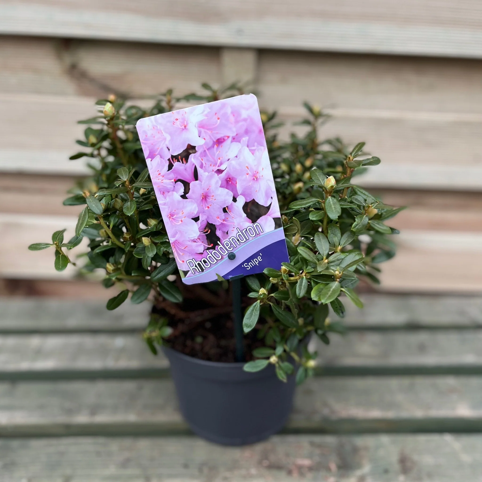 Dwarf Rhododendron 'Snipe' 1L - Image 4
