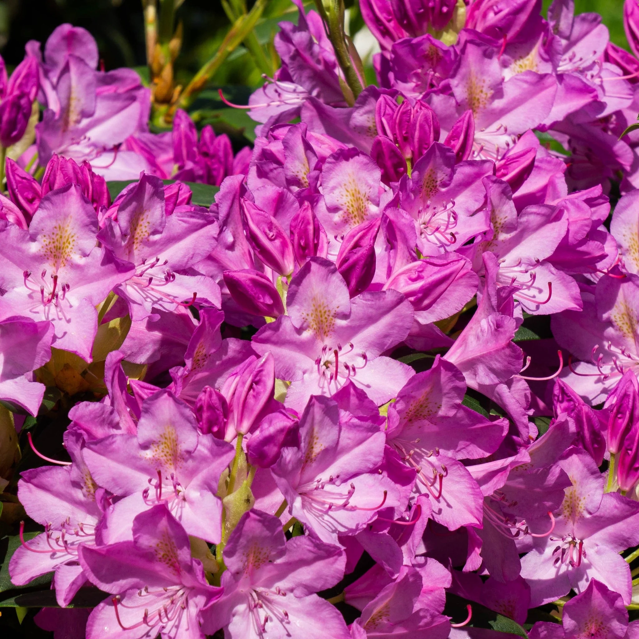 Rhododendron ponticum €˜Variegata€™ 5L - Image 3