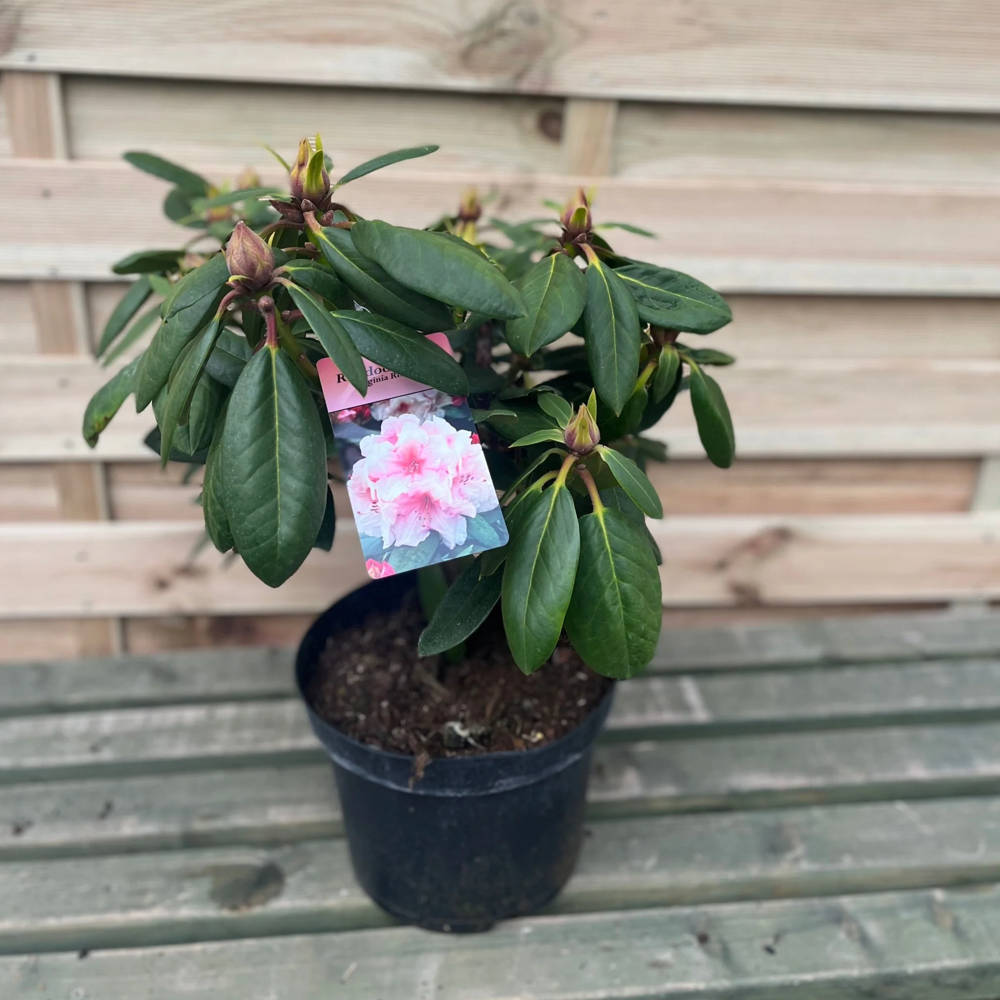 Rhododendron Virginia Richards 5L - Image 4