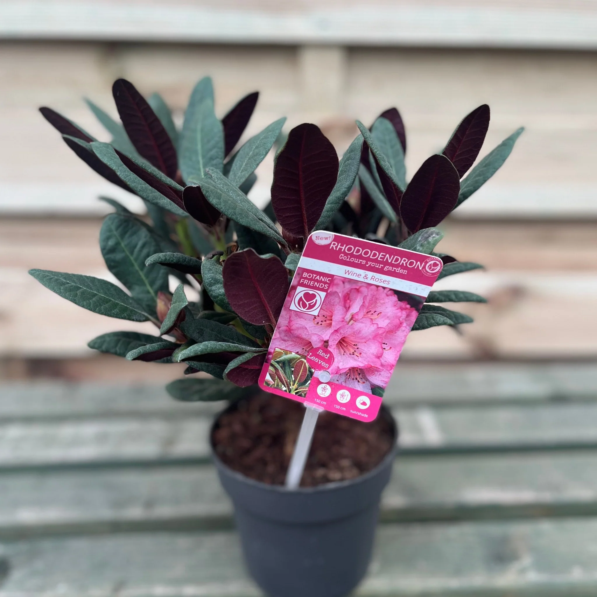 Rhododendron Wine and Roses (2 Sizes) - Image 6