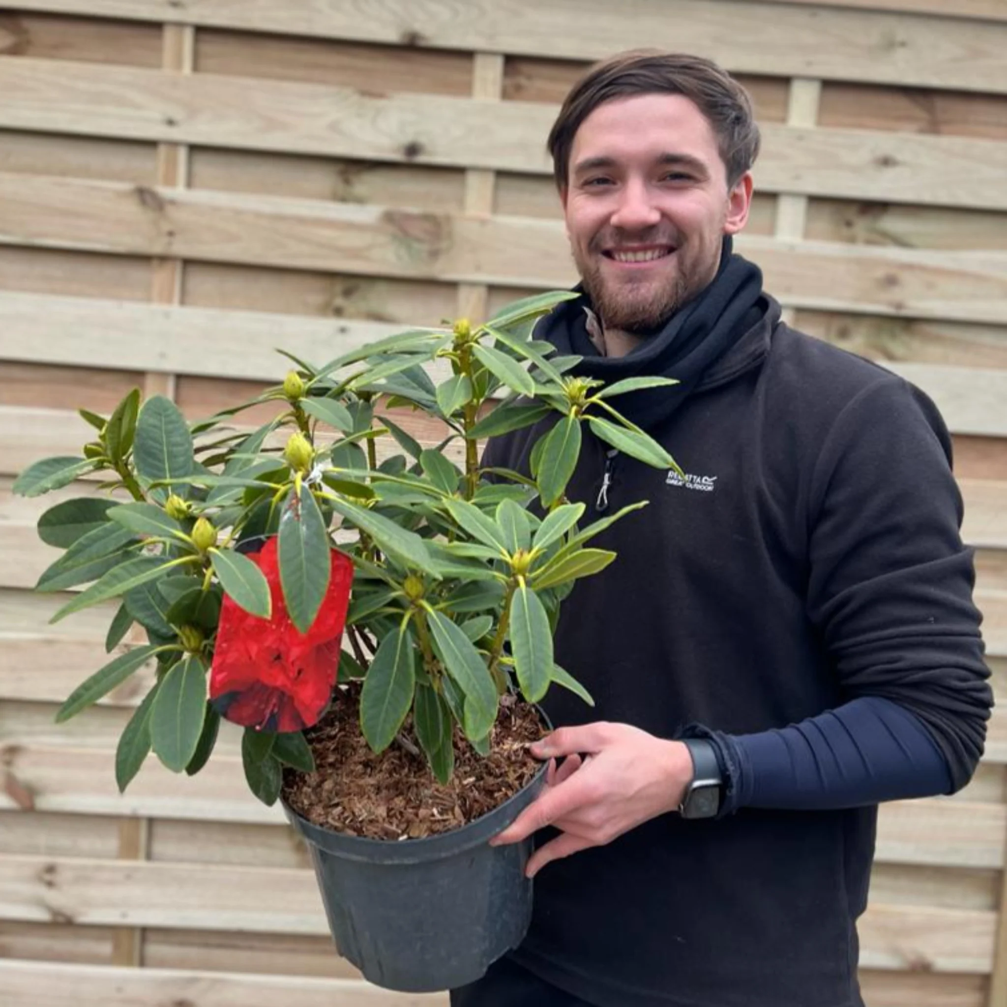 Rhododendron hybride 'Camparina' 5L - Image 2