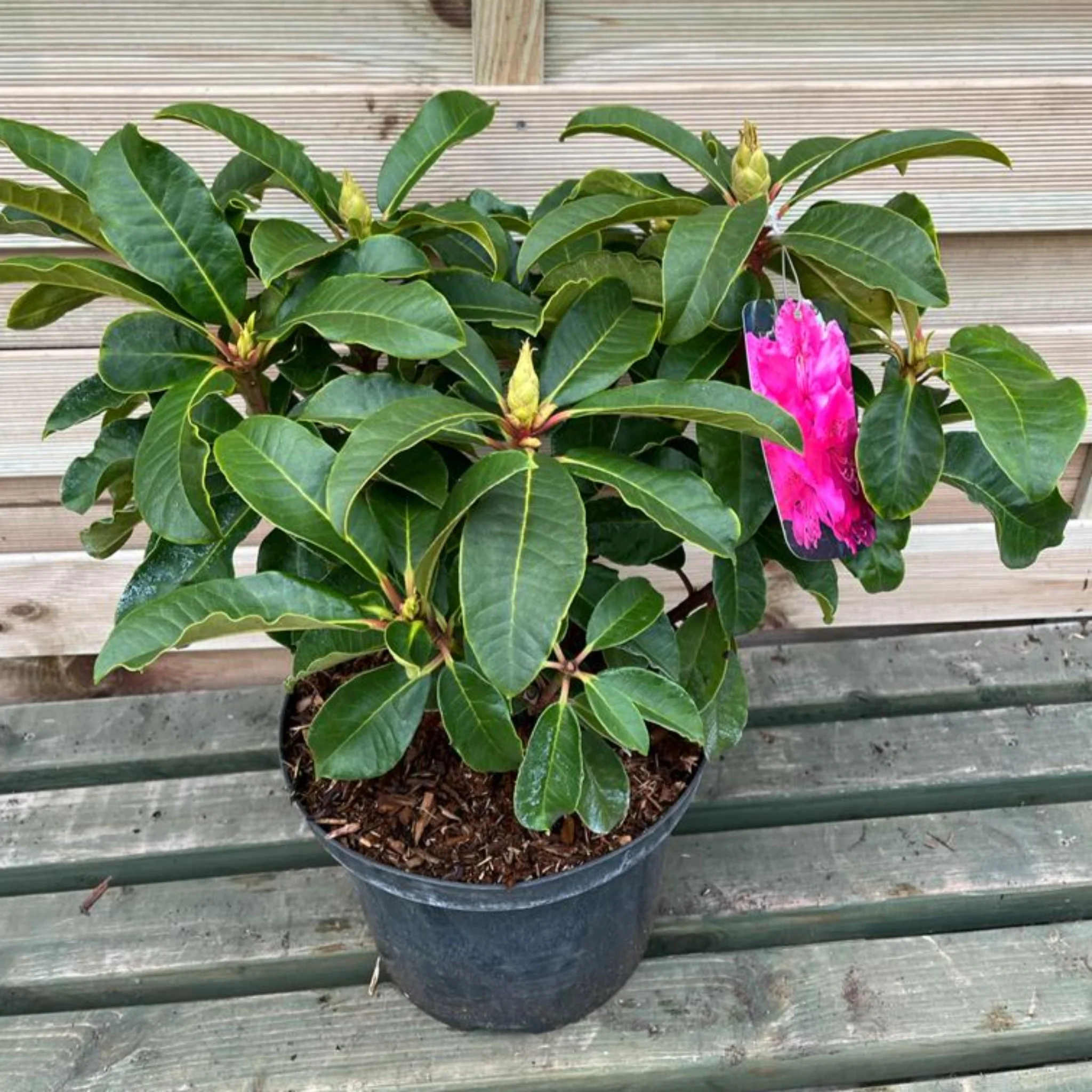Rhododendron hybride 'Maxi Rose' 5L - Image 3