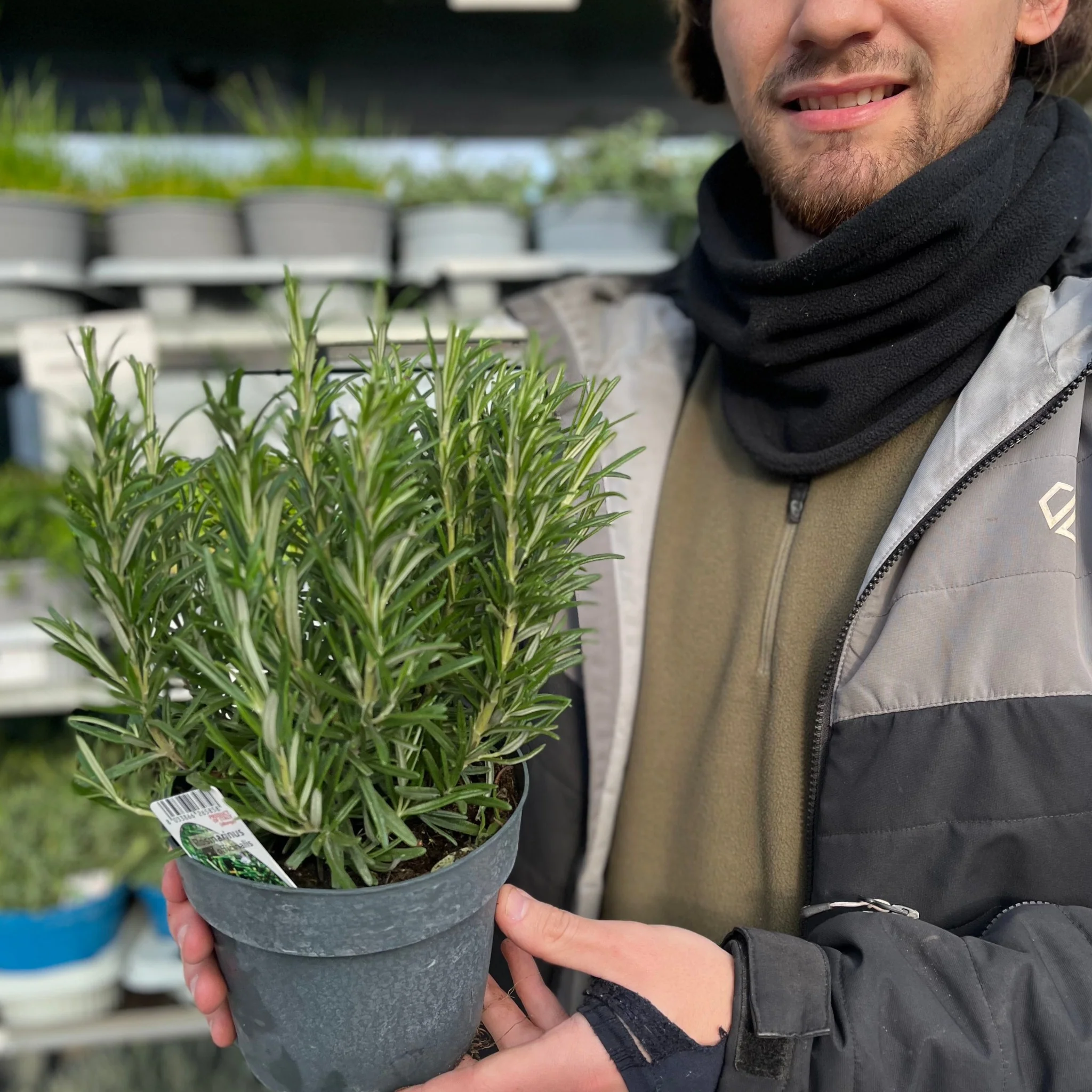 Rosemary officinalis (8cm/1.5L) - Image 2