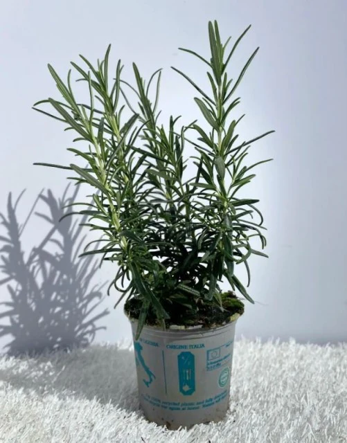 Rosemary officinalis (8cm/1.5L) - Image 4