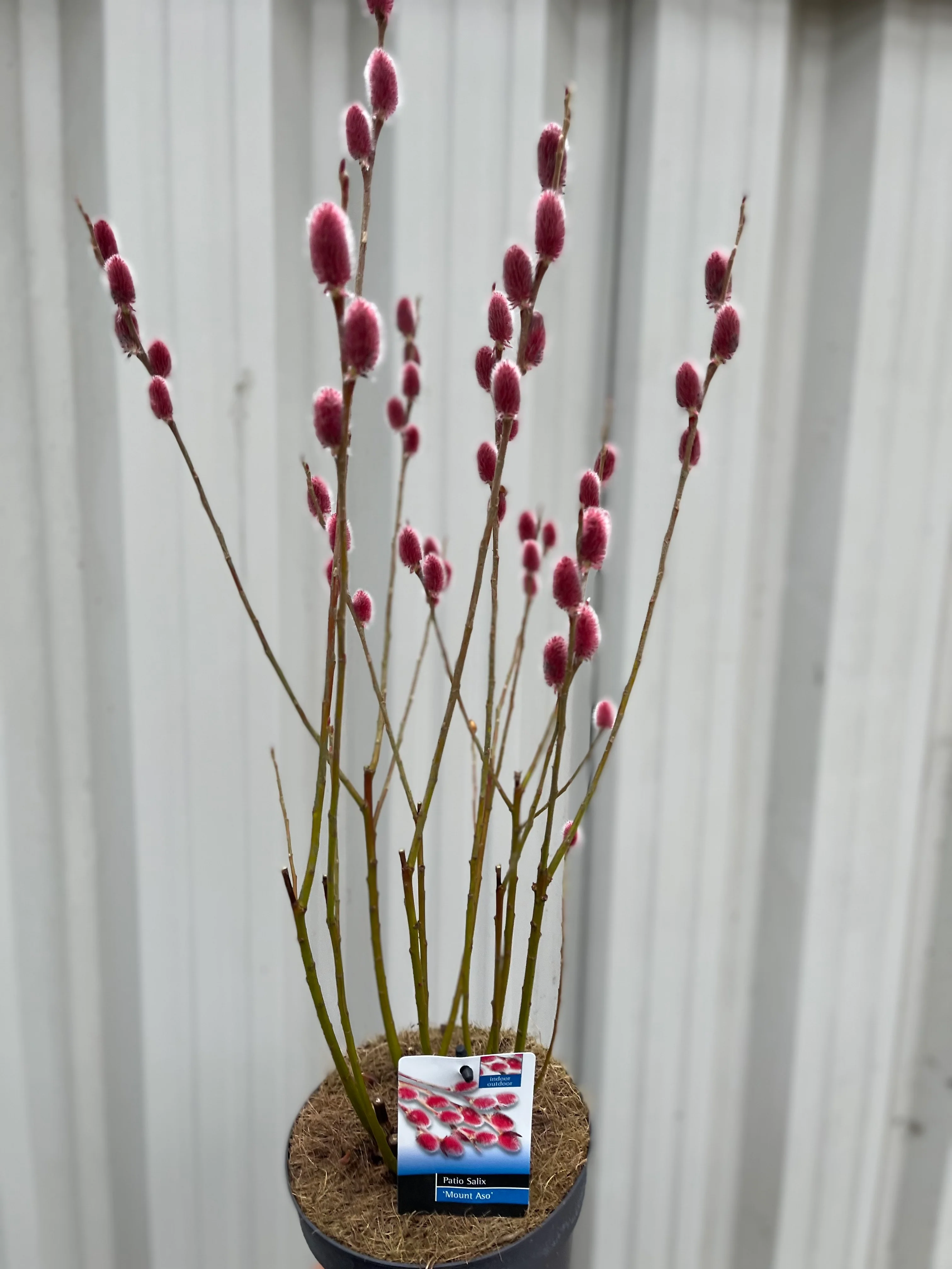 Salix gracilistyla 'Mount Aso' Shrub - Pussy Willow - Image 6