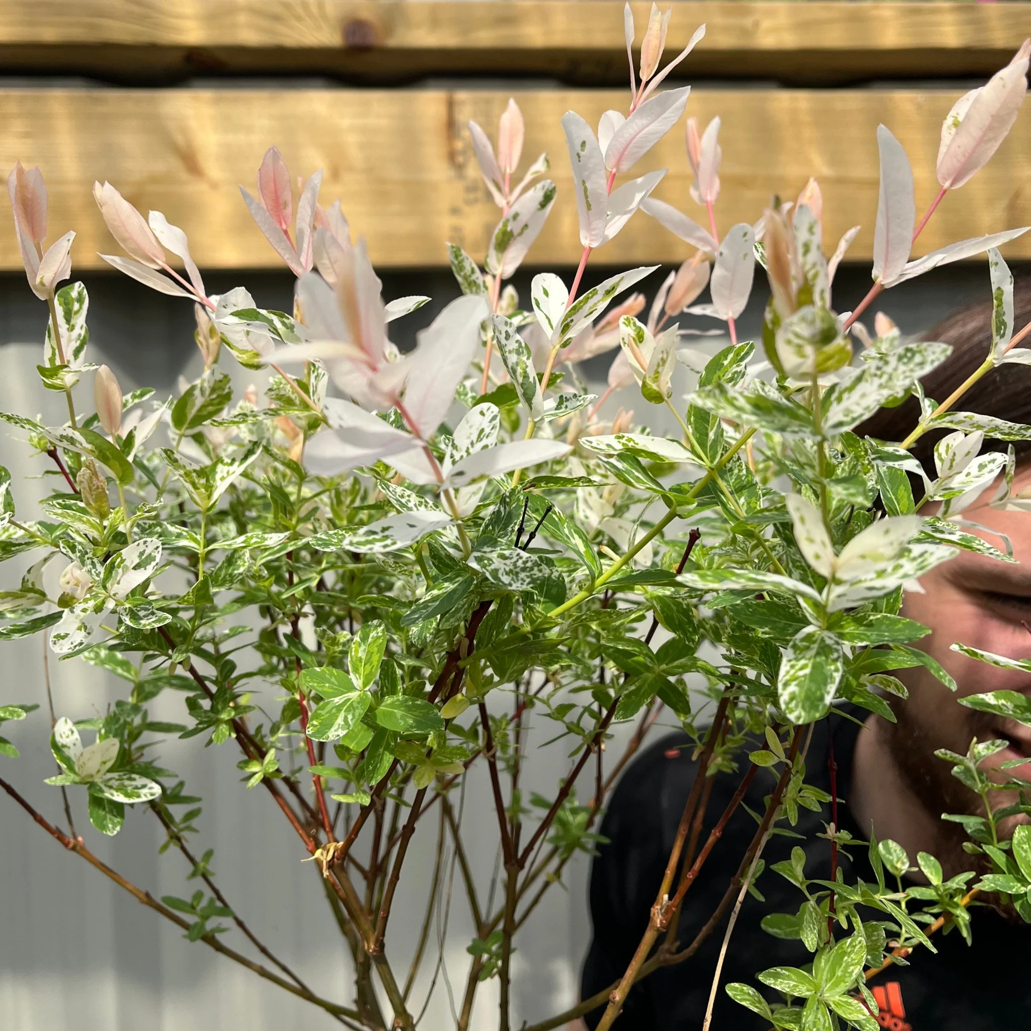 Salix intergra 'Hakuro - Nishiki' Flamingo Dwarf Willow Tree (multiple sizes available) - Image 4