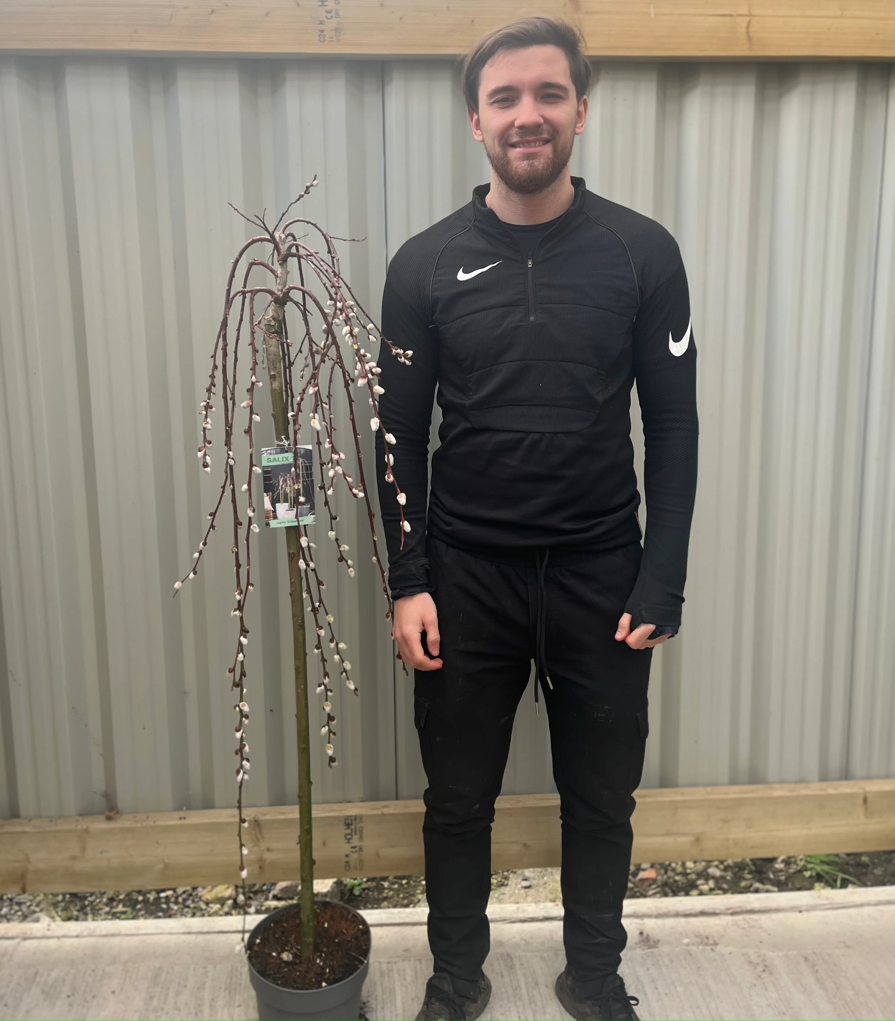 Salix 'Kilmarnock' Weeping Willow Standard 120-150cm - Image 2