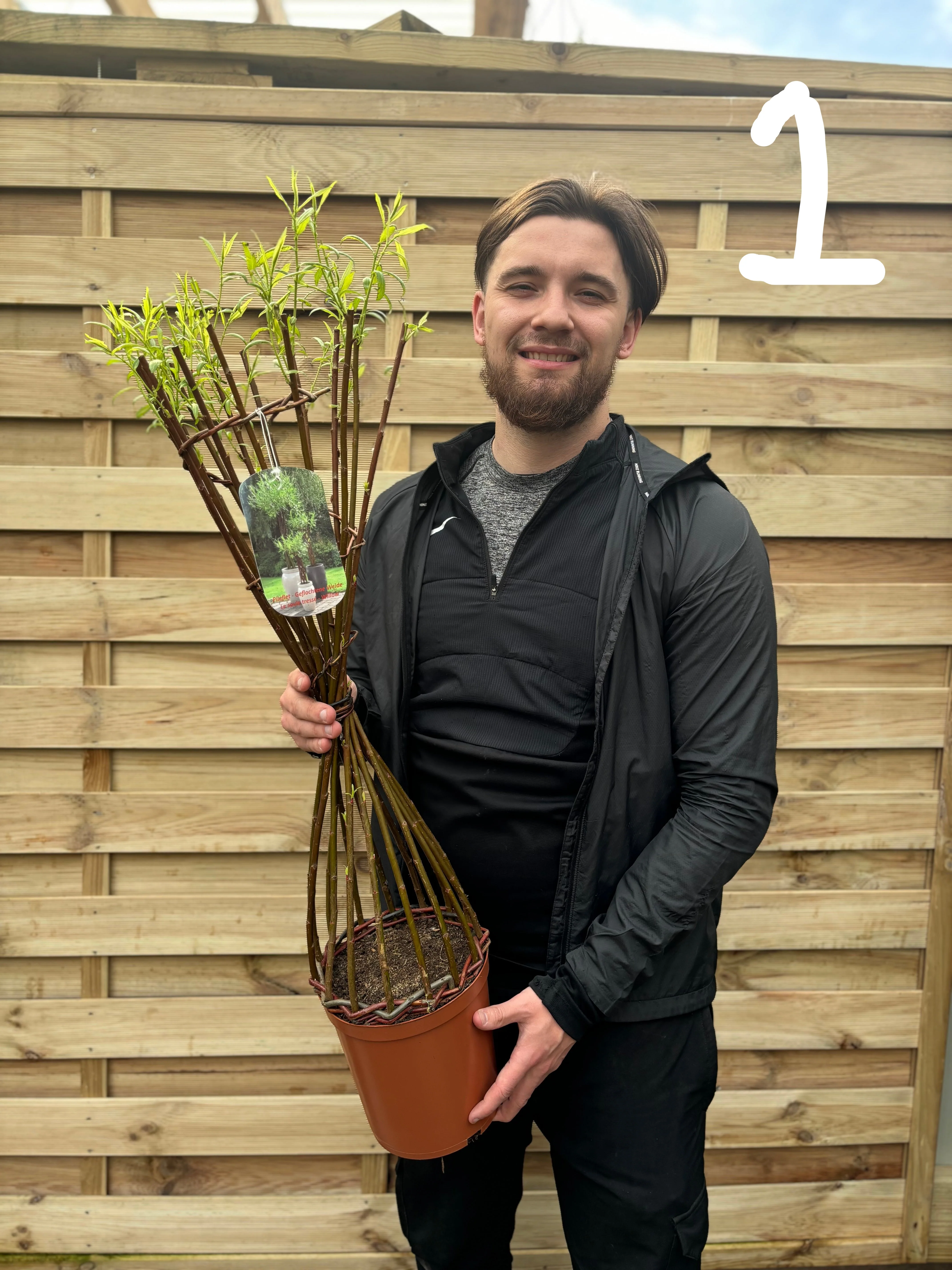 Salix Living Braided Willow Tree Sculpture (80-90cm)