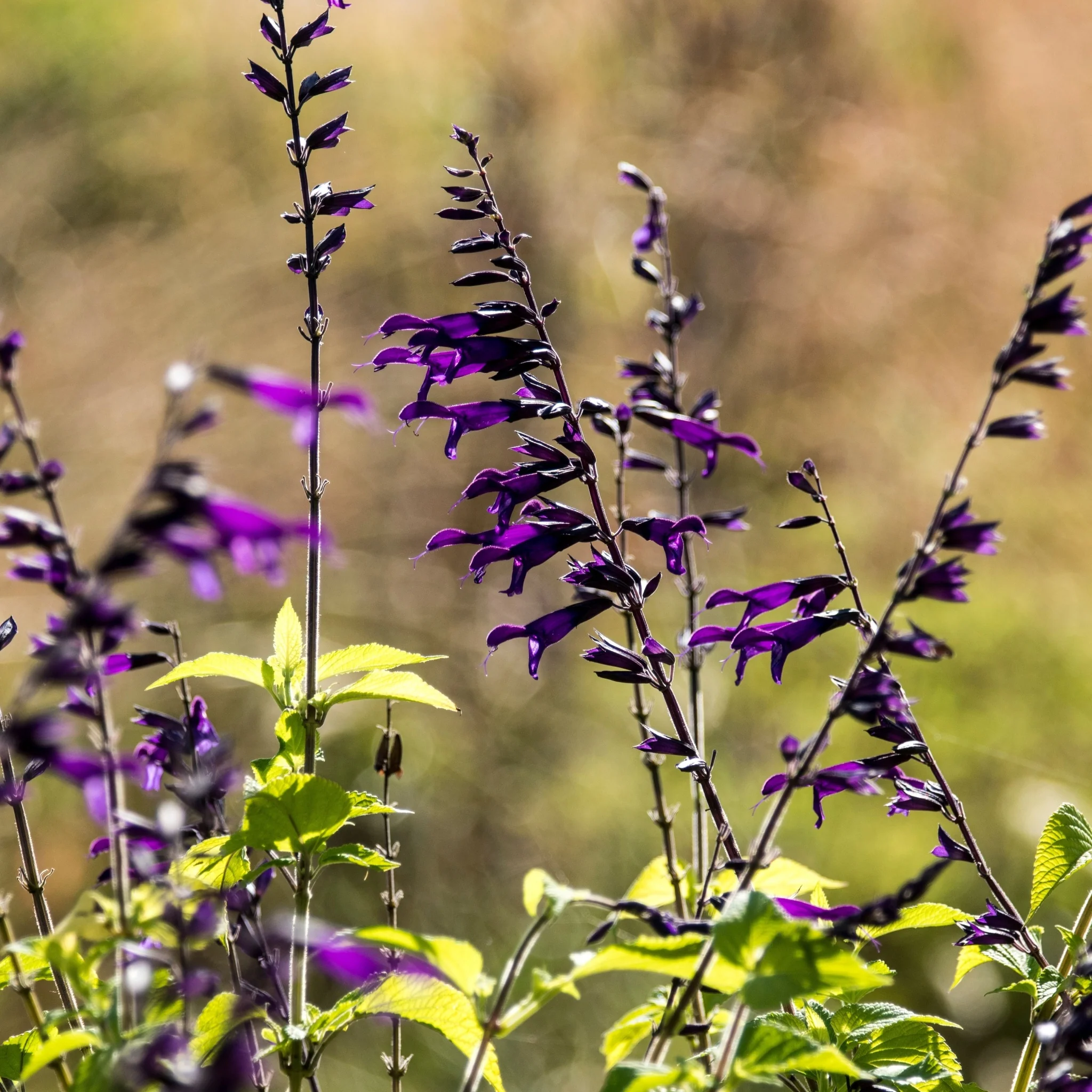Salvia amistad 9cm / 2L - Image 2