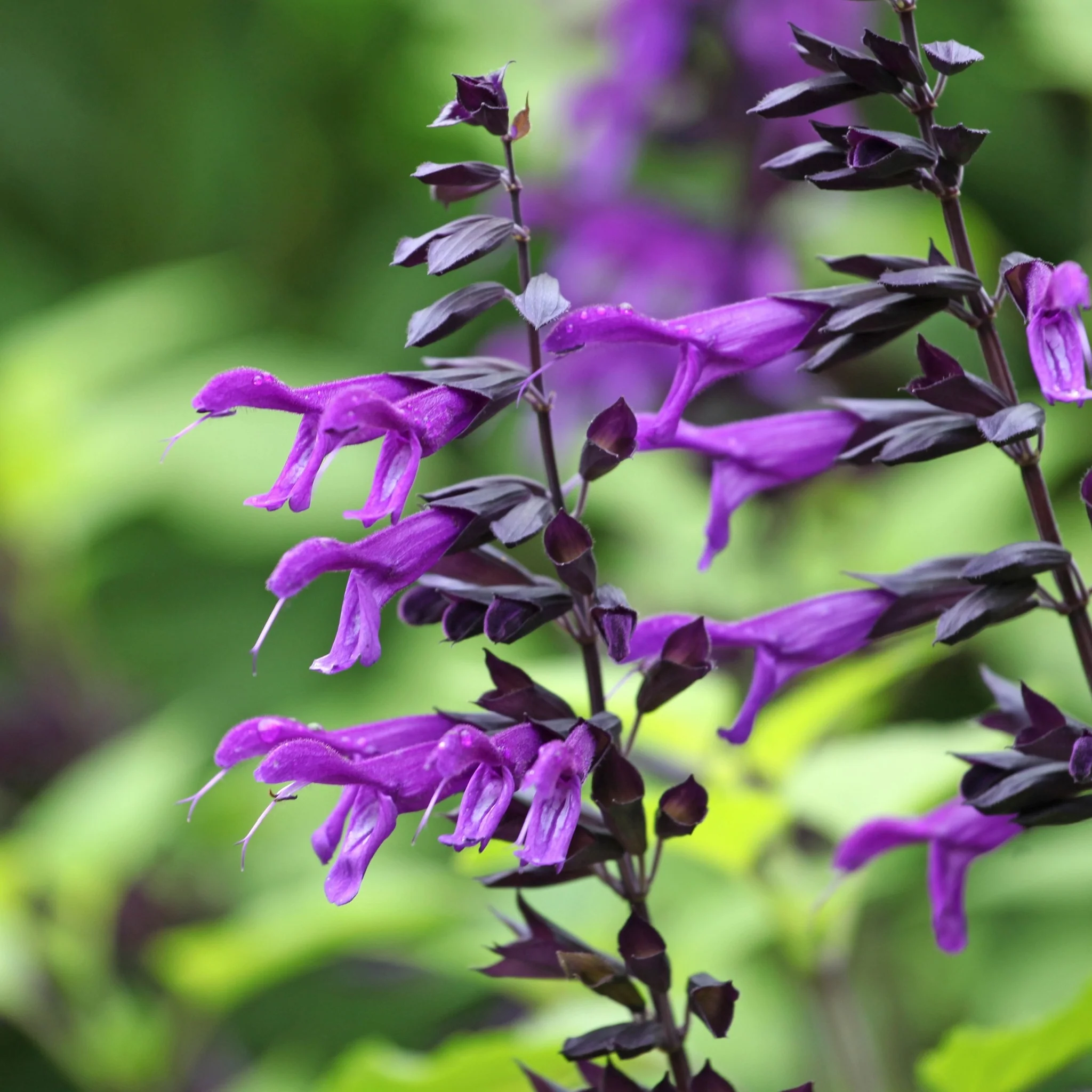 Salvia amistad 9cm / 2L - Image 3