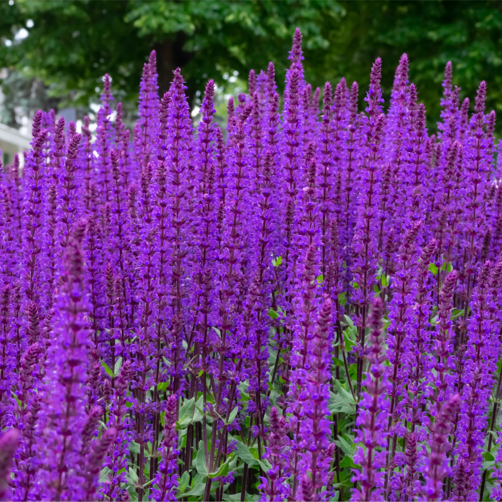 Salvia - Apex Blue 2L - Image 2
