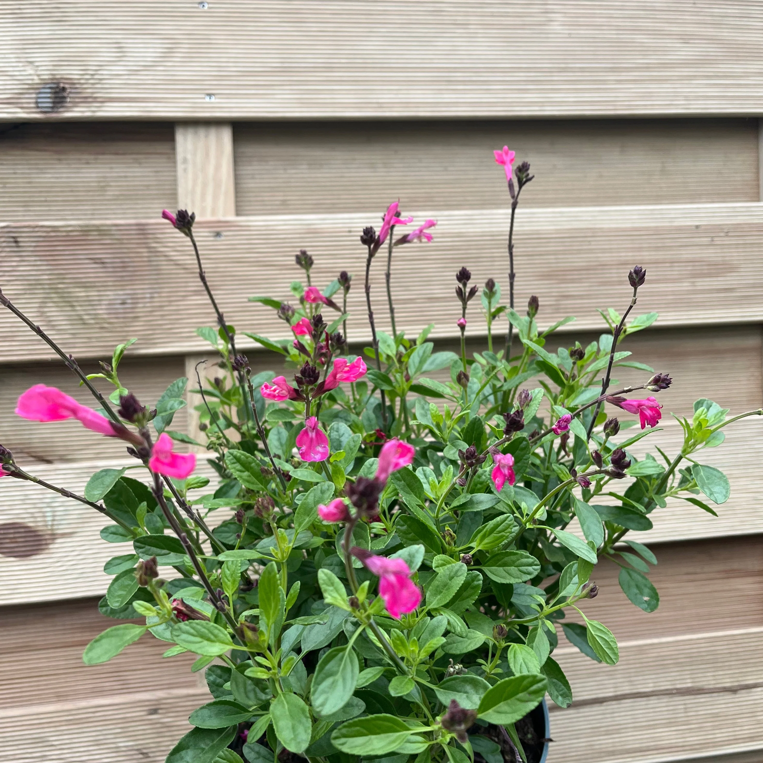 Salvia greggii Pink 2L - Image 2