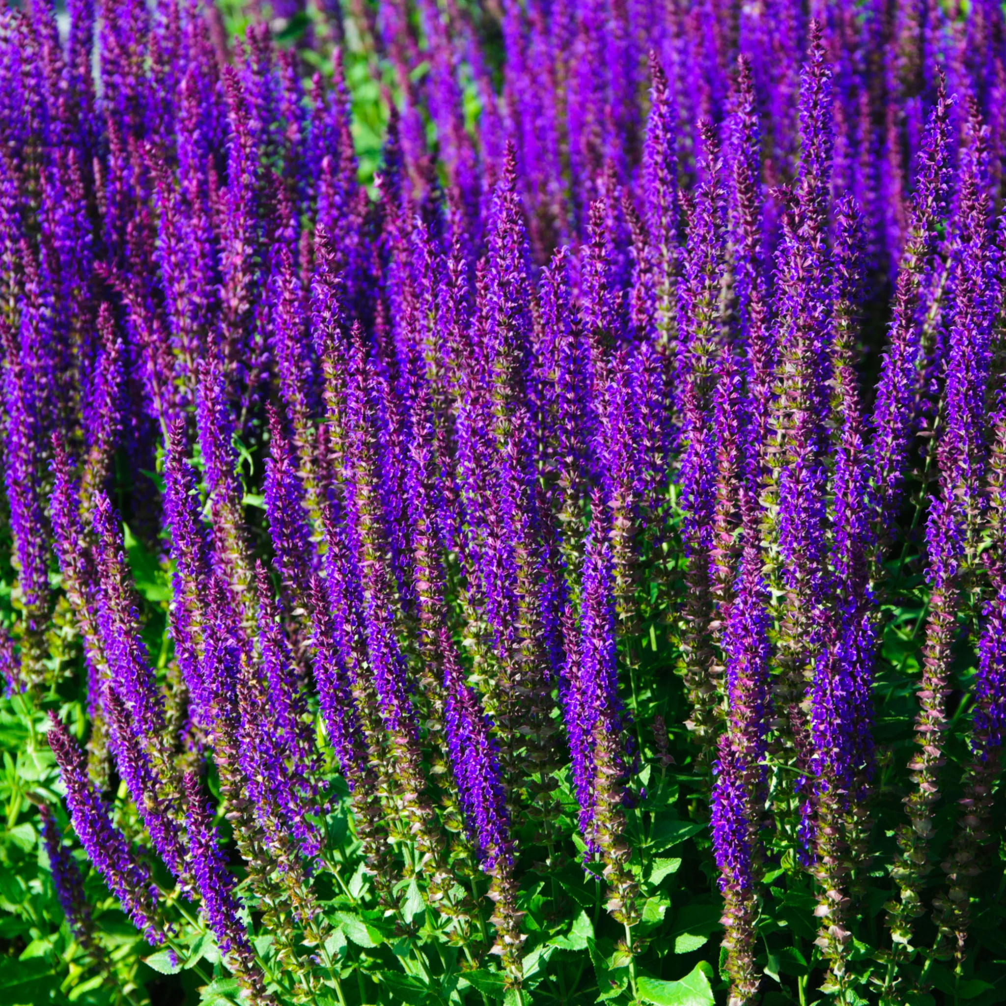 Salvia nemorasa 'Caradonna' 9cm / 2L - Image 2