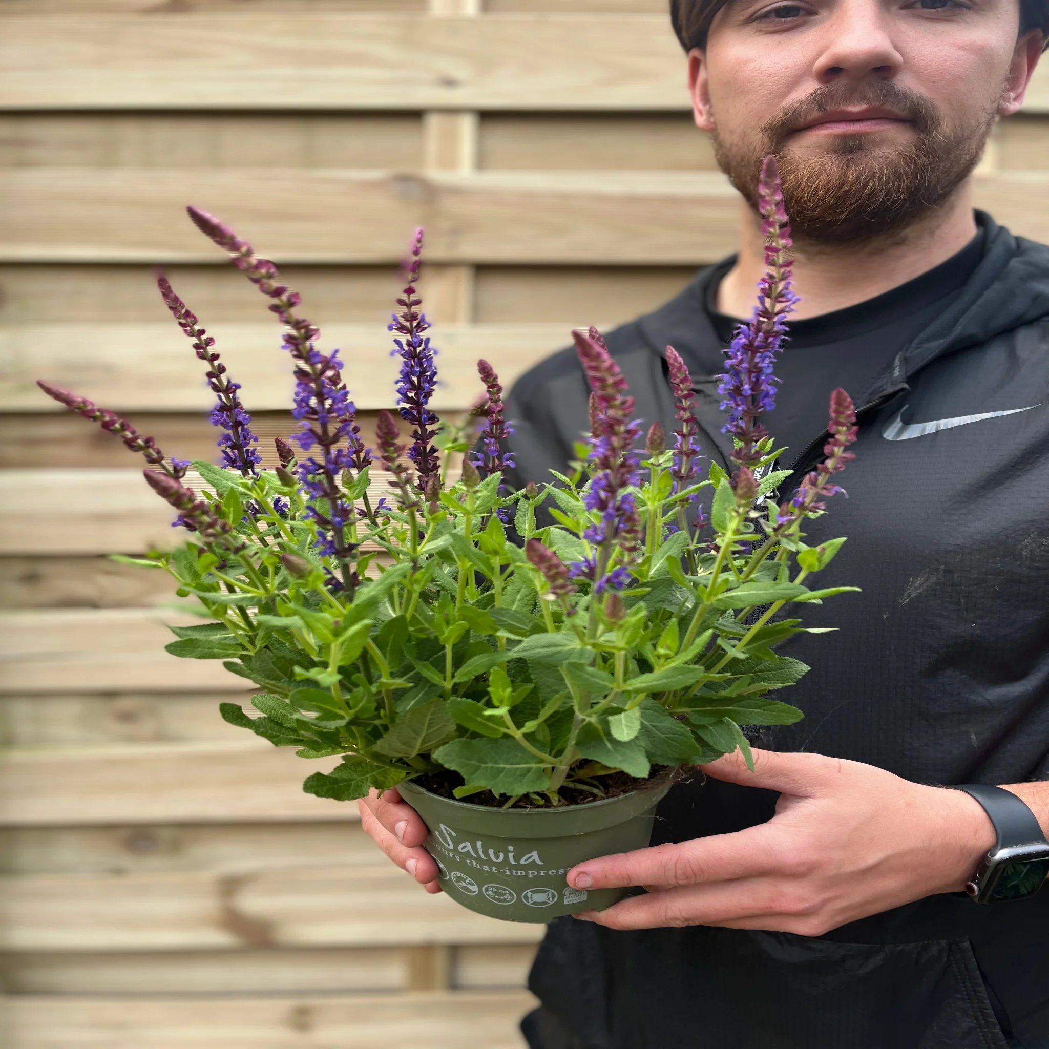 Salvia nemorasa 'Ostfriesland' Blue 9cm / 2L - Image 3