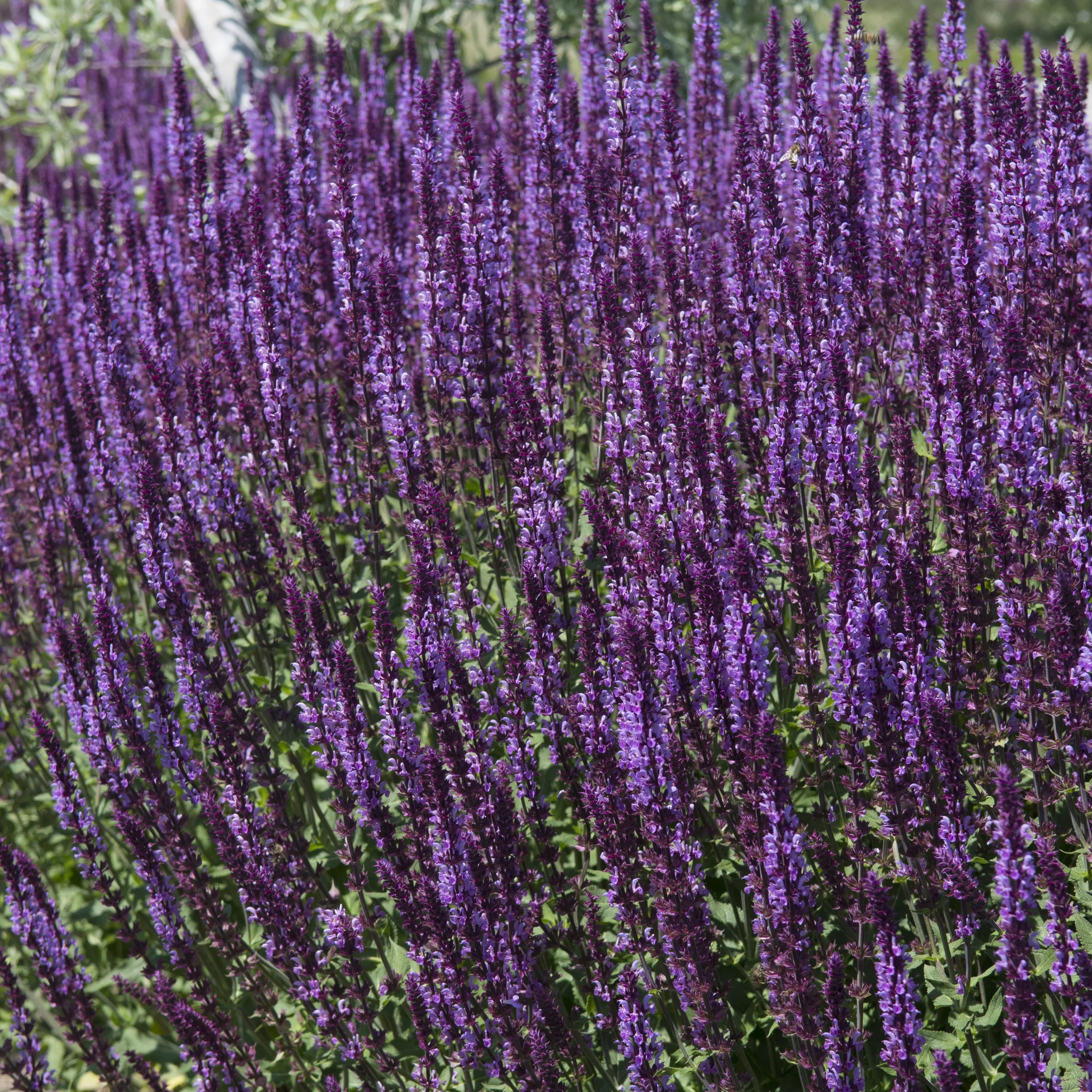 Salvia nemorasa 'Ostfriesland' Blue 9cm / 2L - Image 5