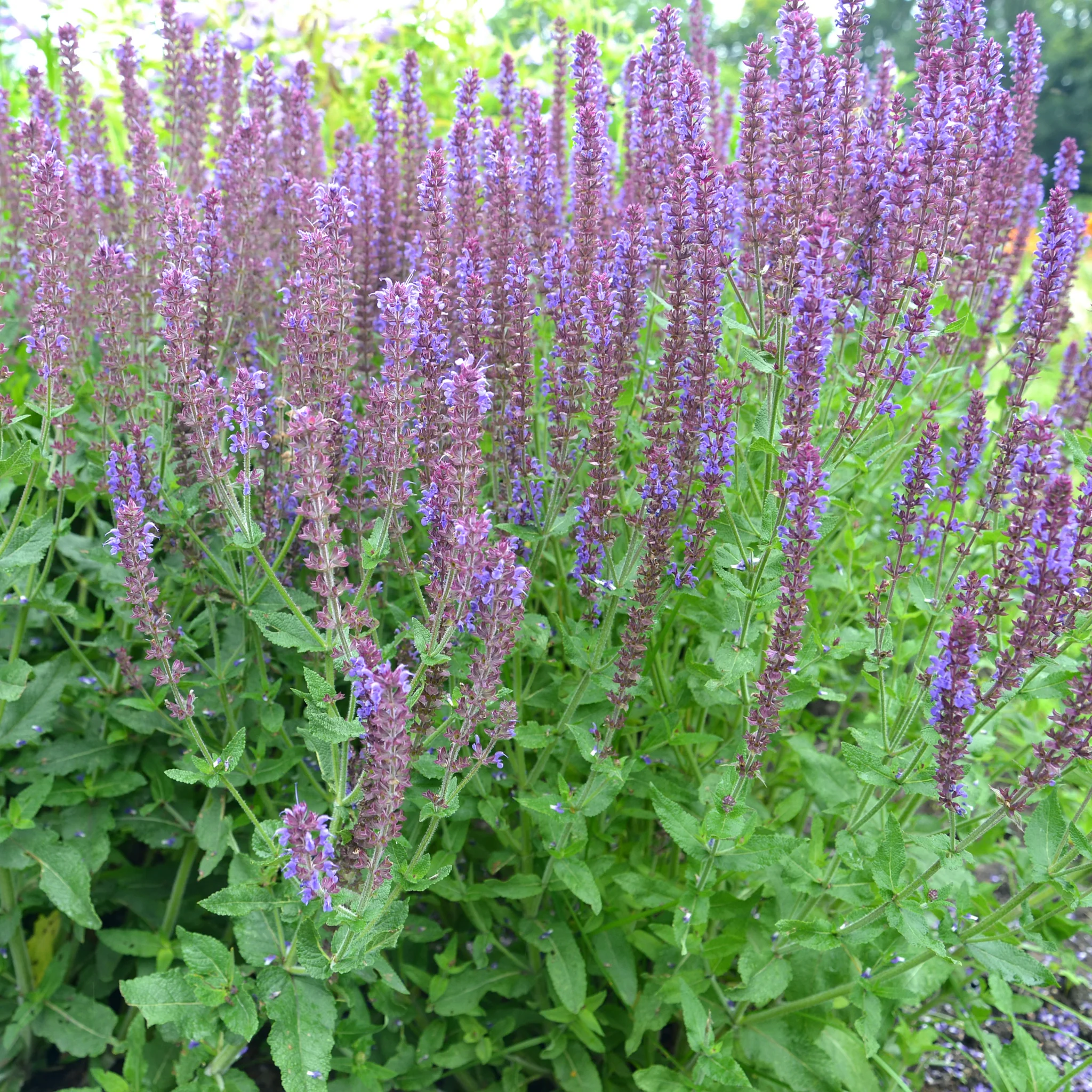Salvia nemorasa 'Ostfriesland' Blue 9cm / 2L - Image 6