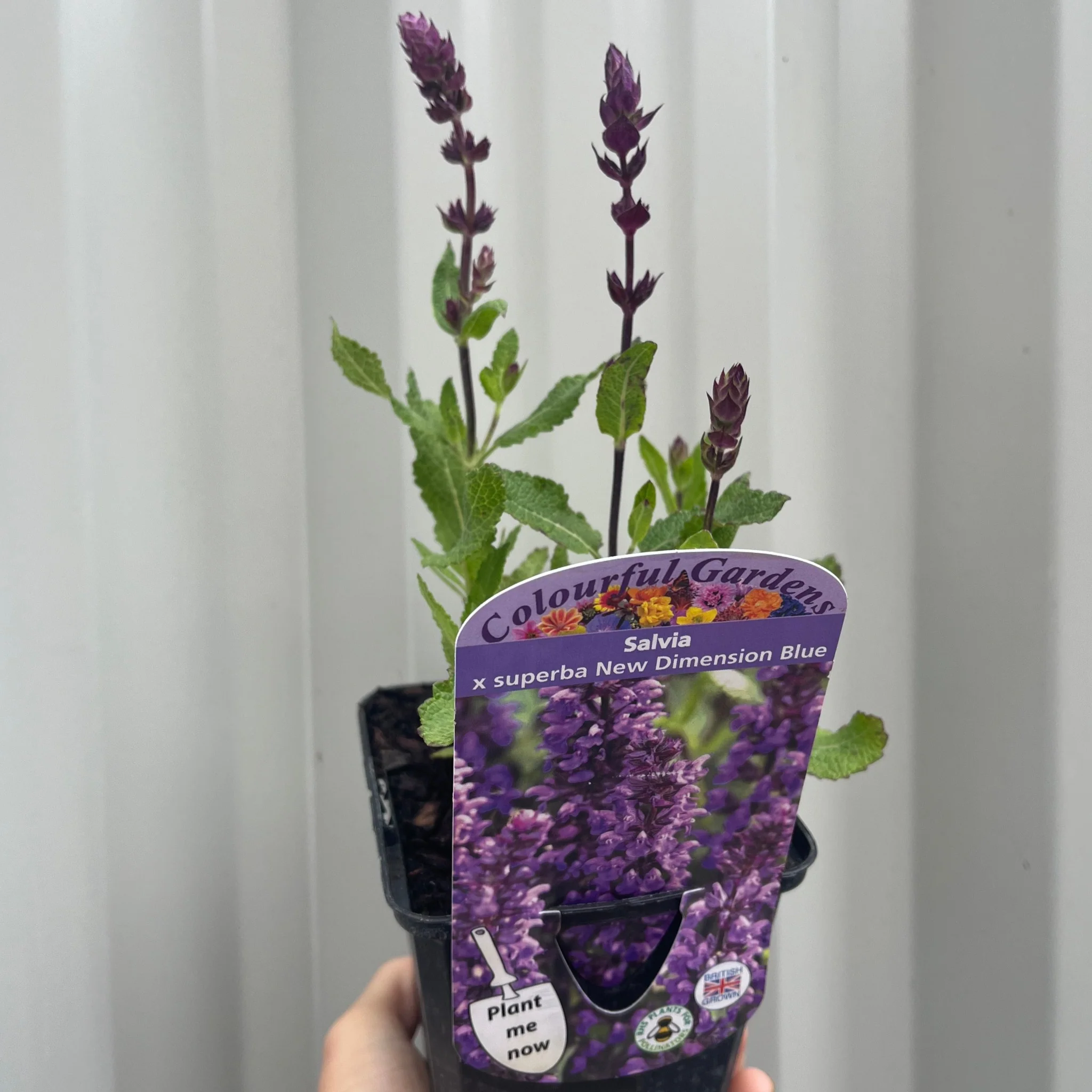 Salvia nemorosa Sensation Blue 9cm/1.5L - Image 3