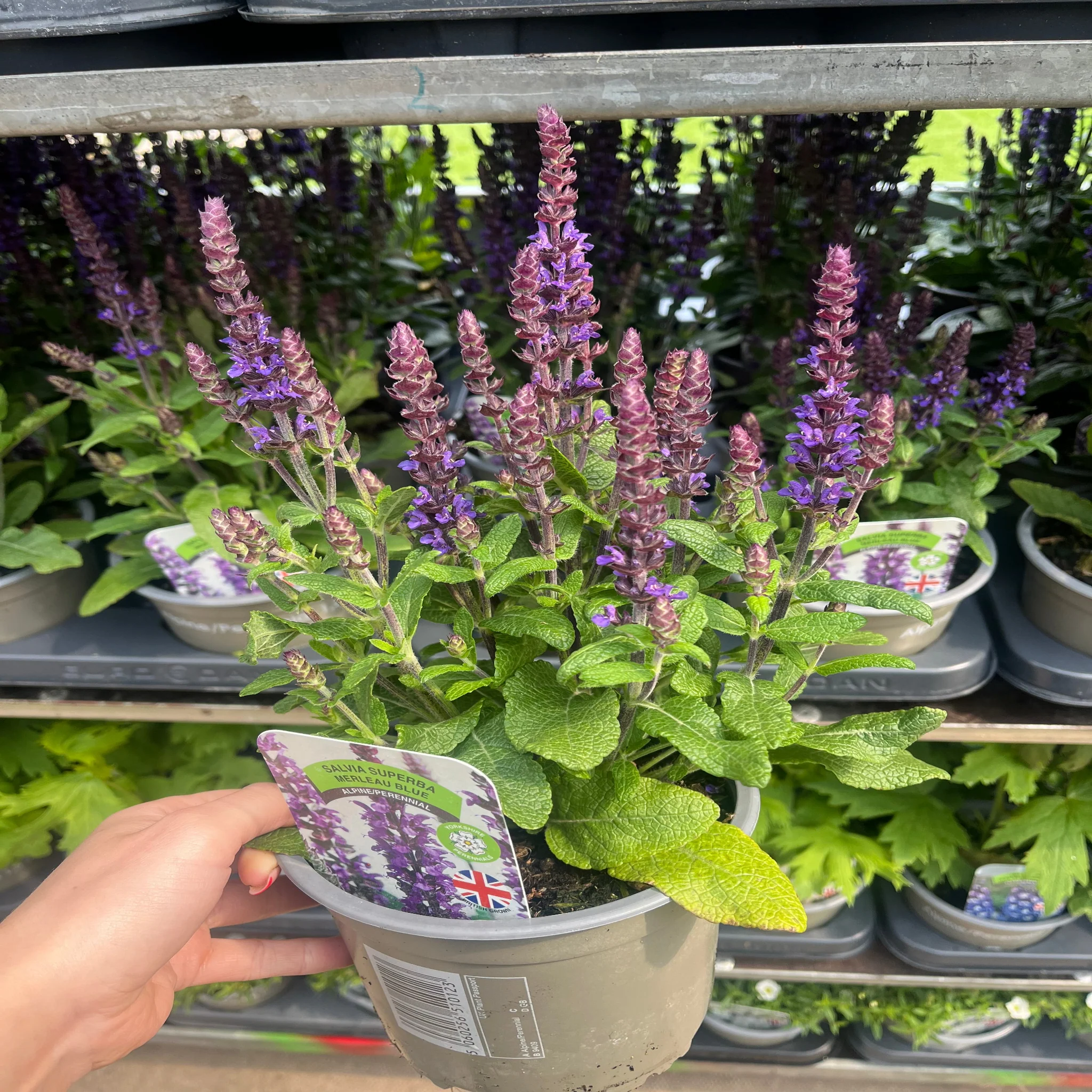 Salvia nemorosa Sensation Blue 9cm/1.5L - Image 4