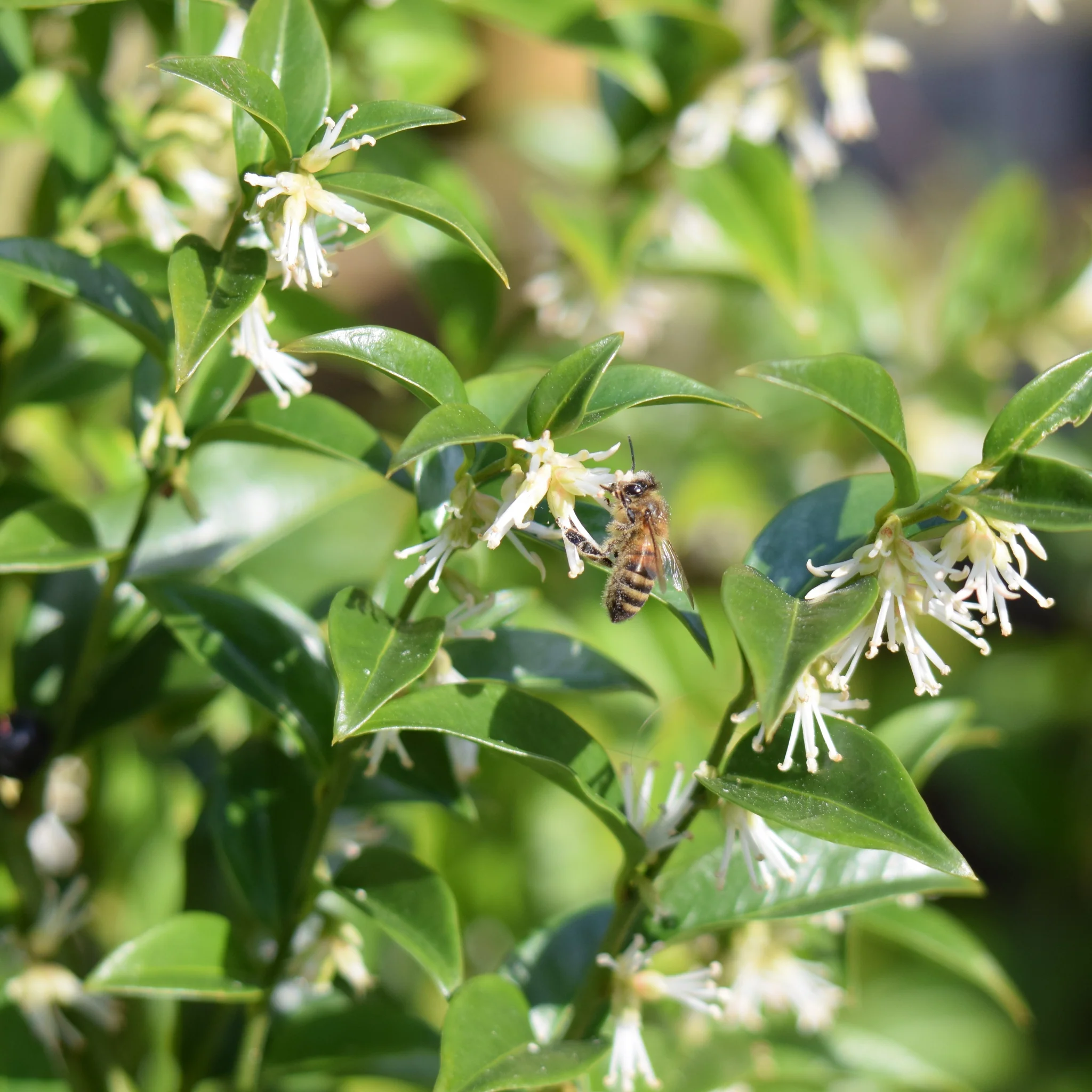 Sarcococca confusa 9cm/1L/2L - Image 2