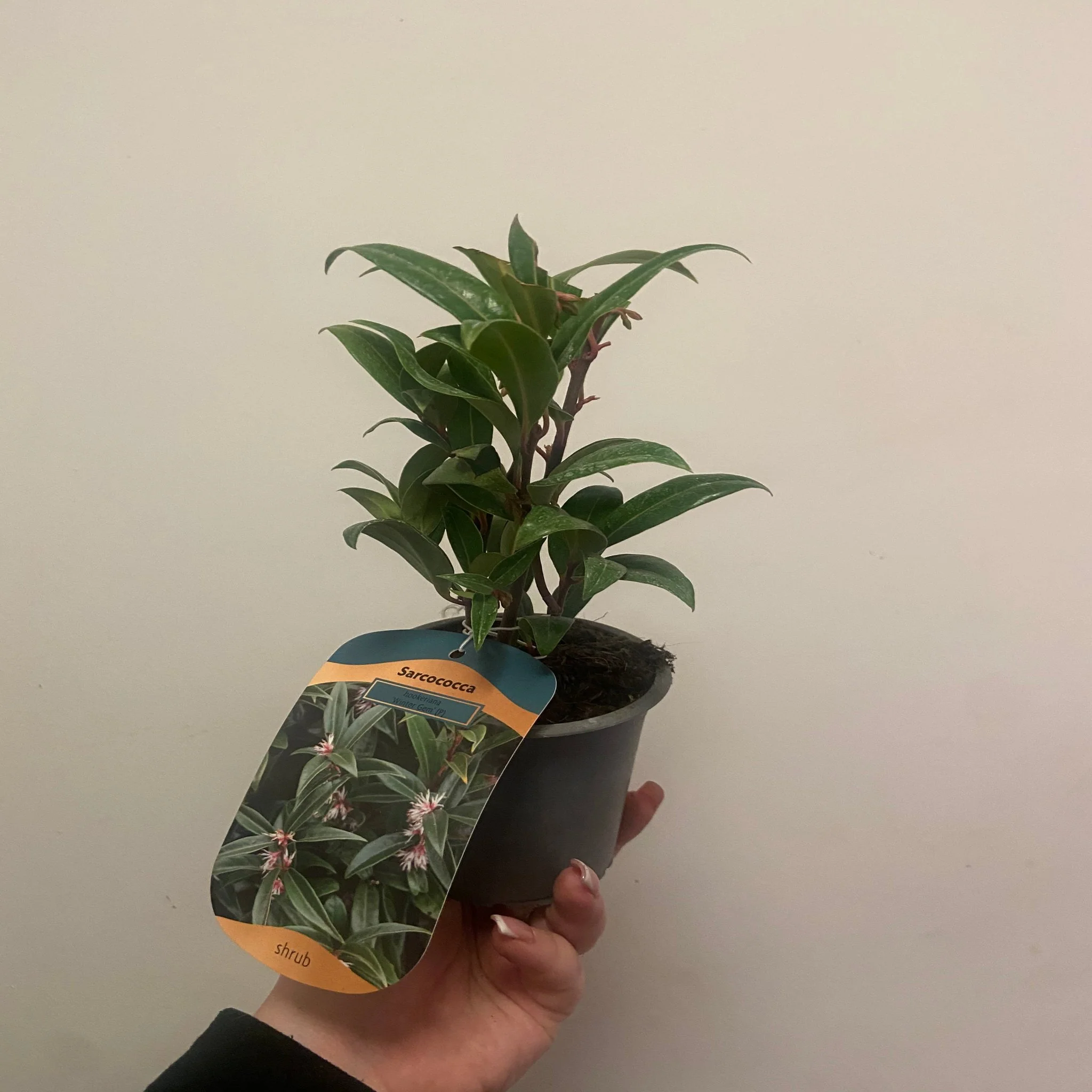 Sarcococca hookeriana 'Winter Gem' 9cm / 2L - Image 2