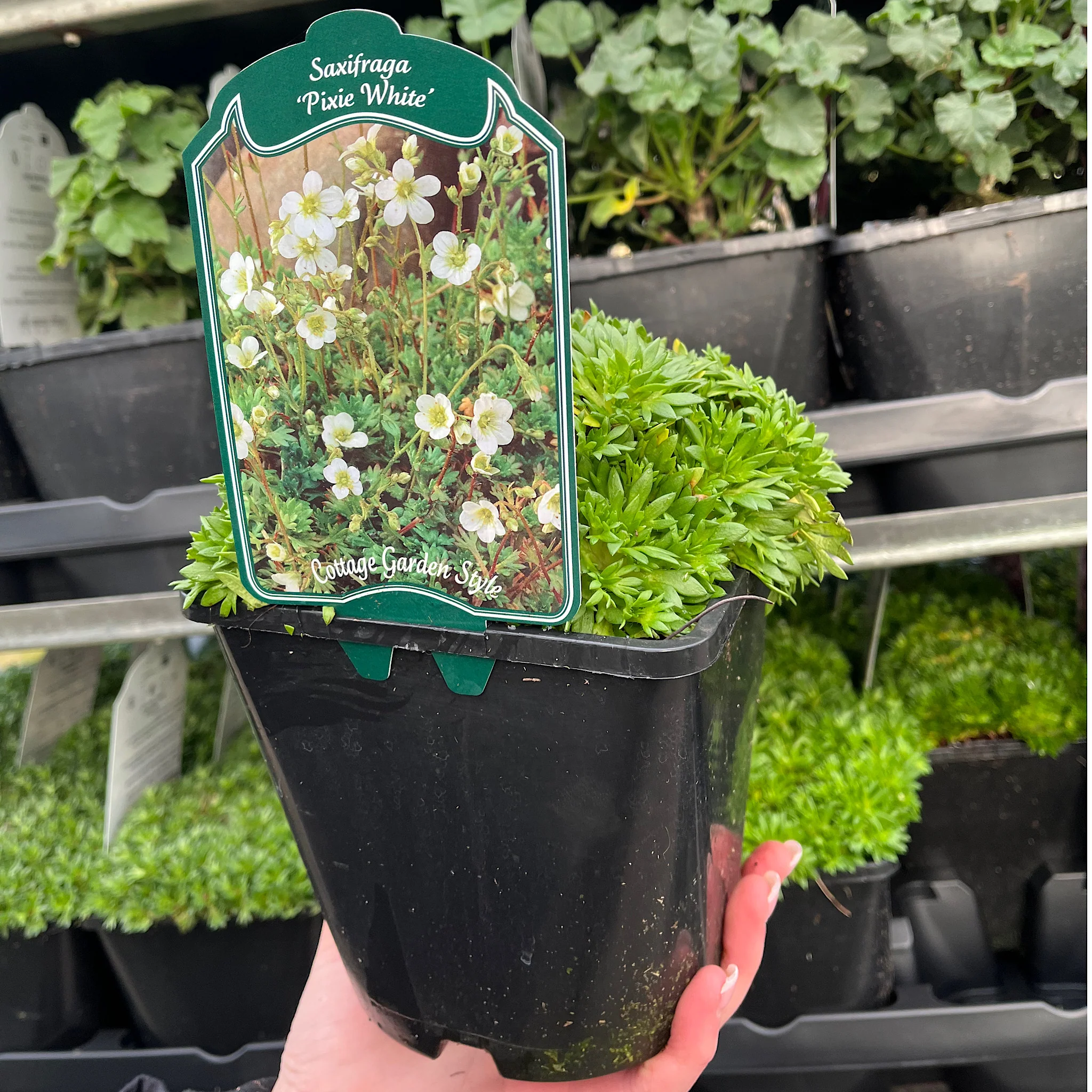 Saxifraga 'Pixie White' 2L - Image 2
