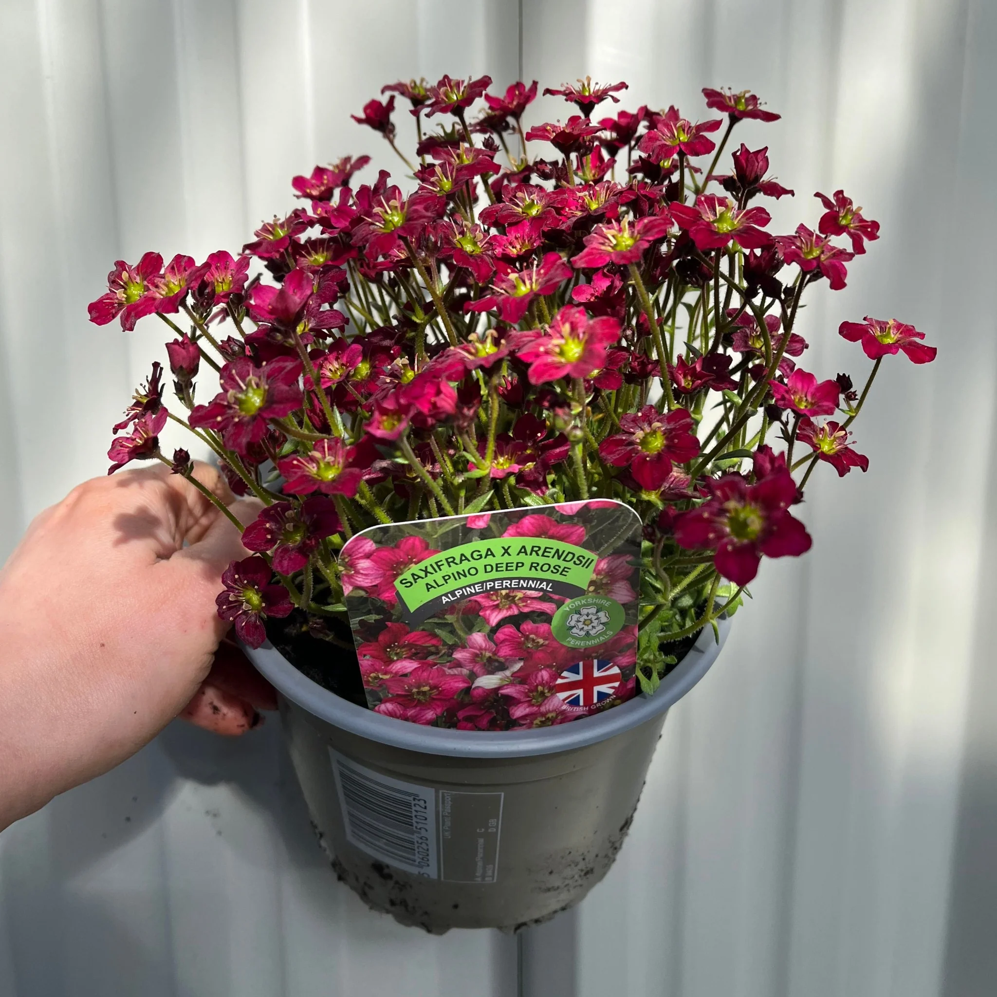 Saxifraga x Arendsii Alpino Deep Rose 1.5L - Image 3