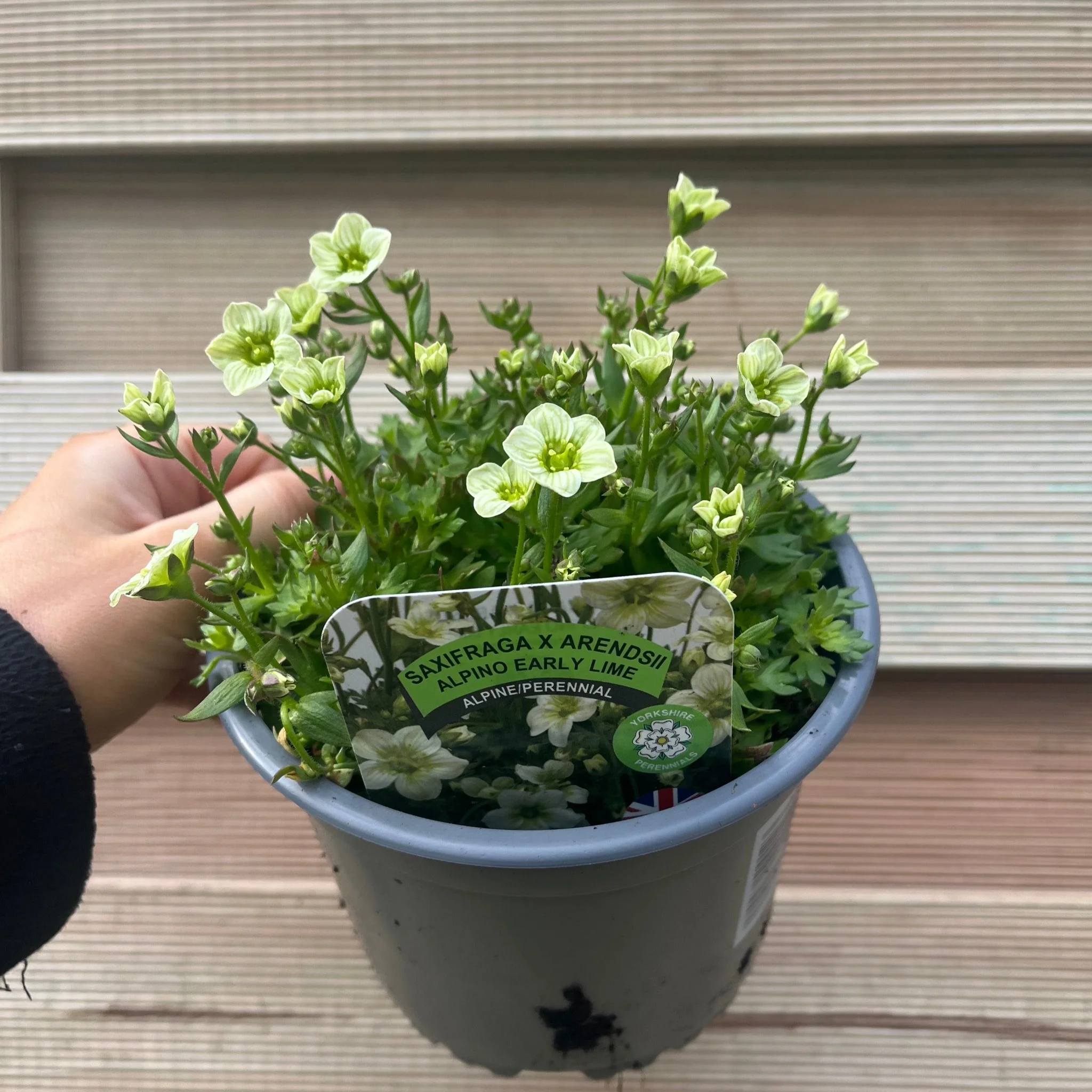 Saxifraga x Arendsii 'Early Lime' 1.5L - Image 2