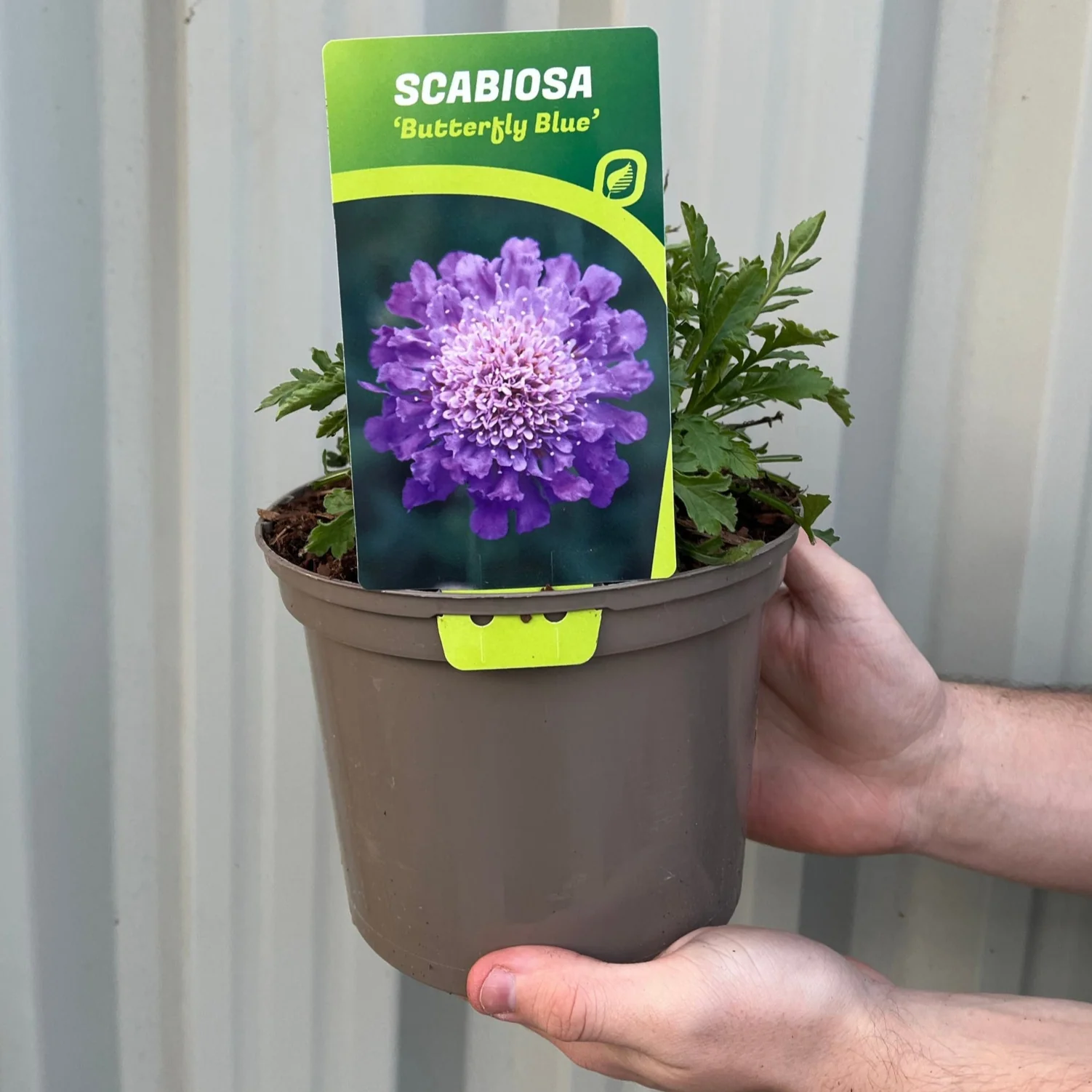 Scabious 'Flutter Deep Blue' 2L - Image 5