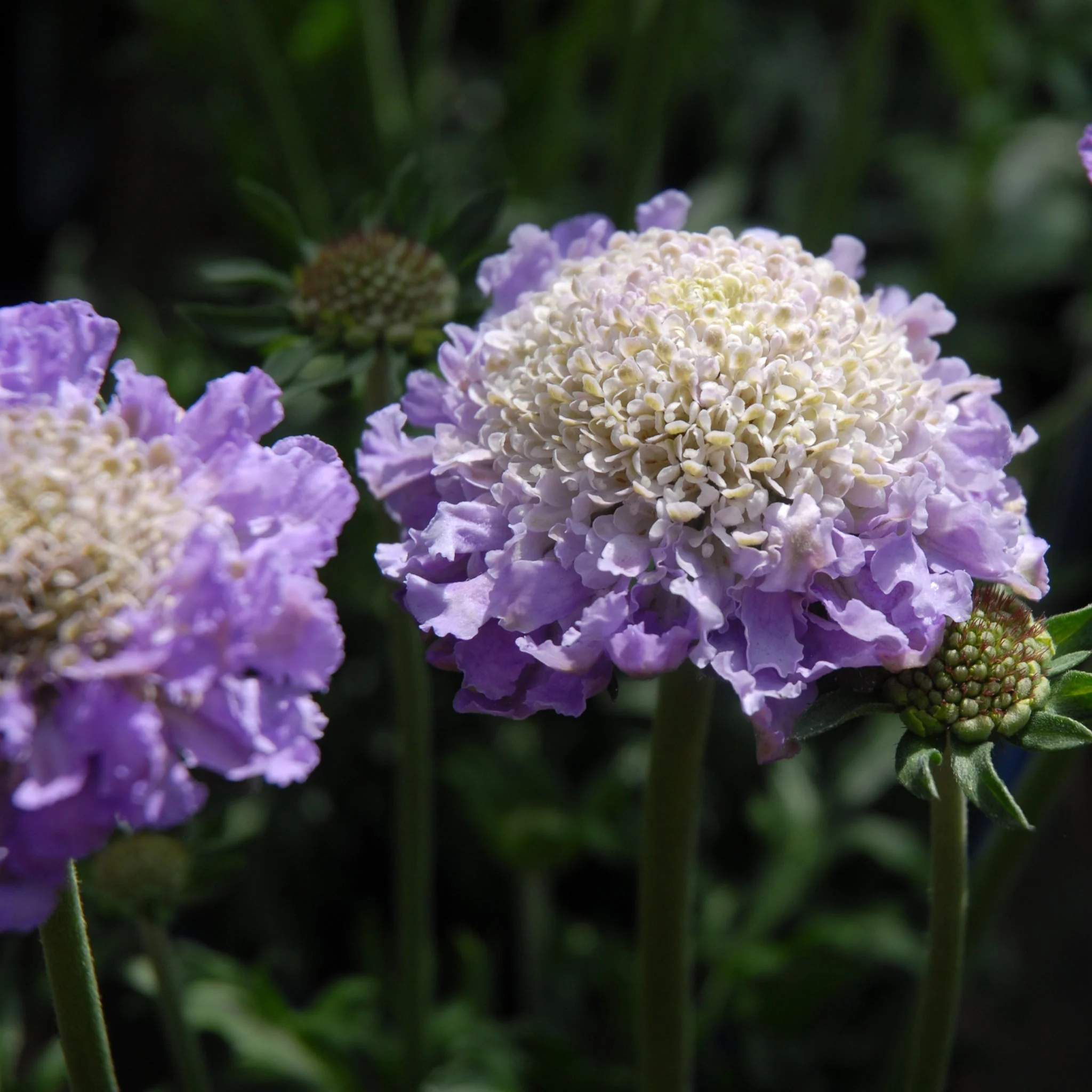 Scabious 'Blue Note' 9cm - Image 2